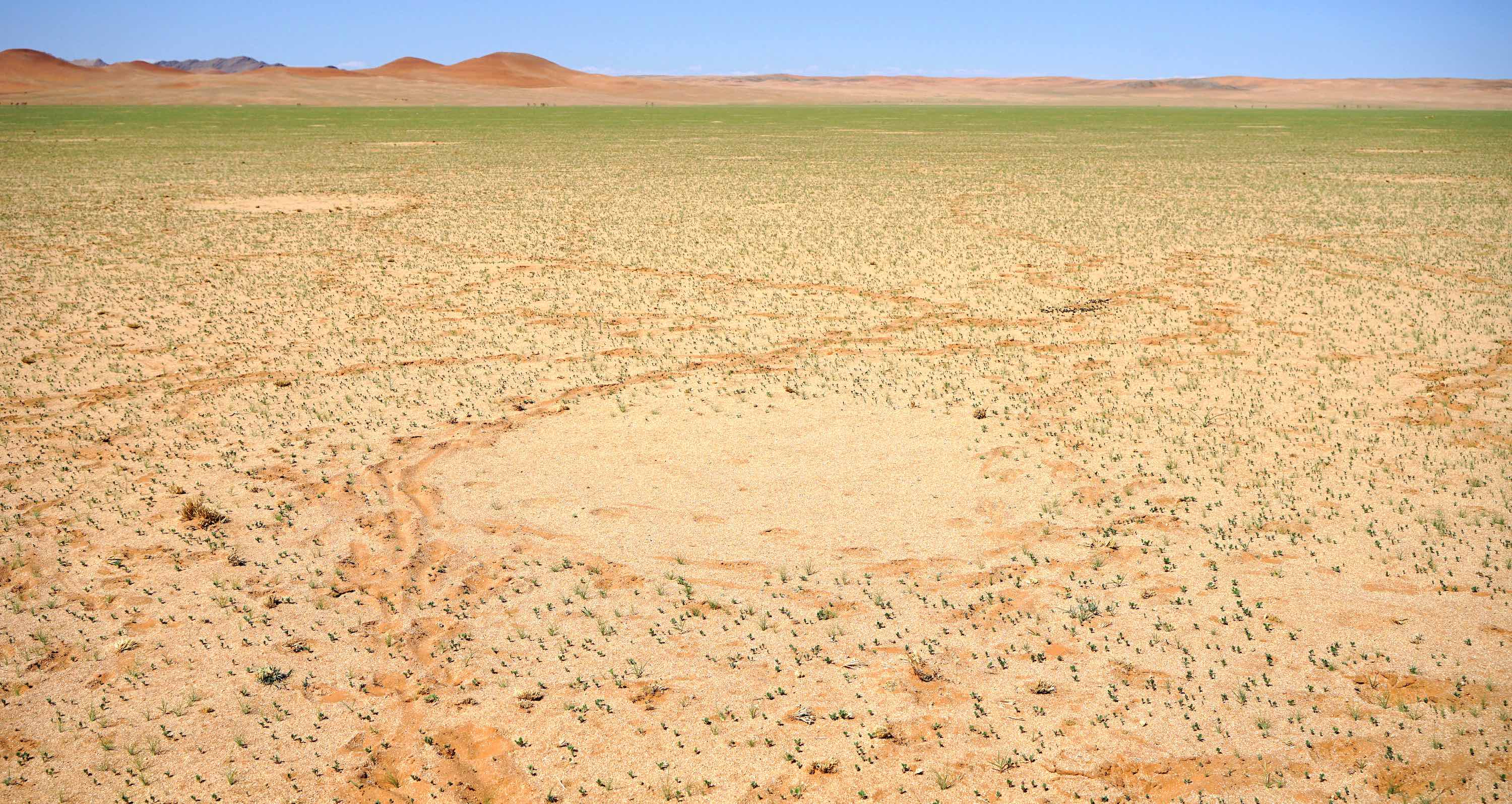 Solving the fairy circle mystery using scientific evidence