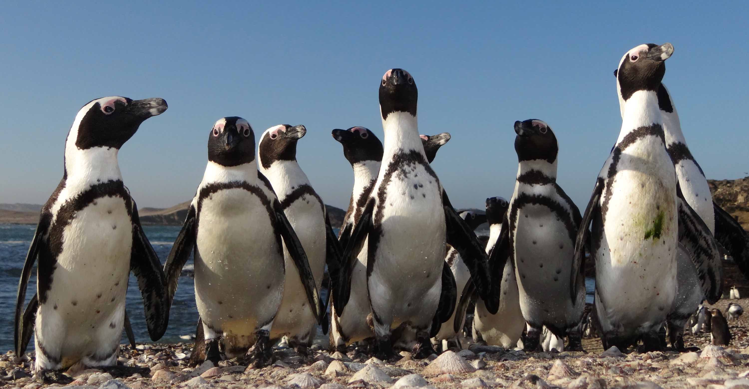 A group of eleven African penguins standing on rocks.