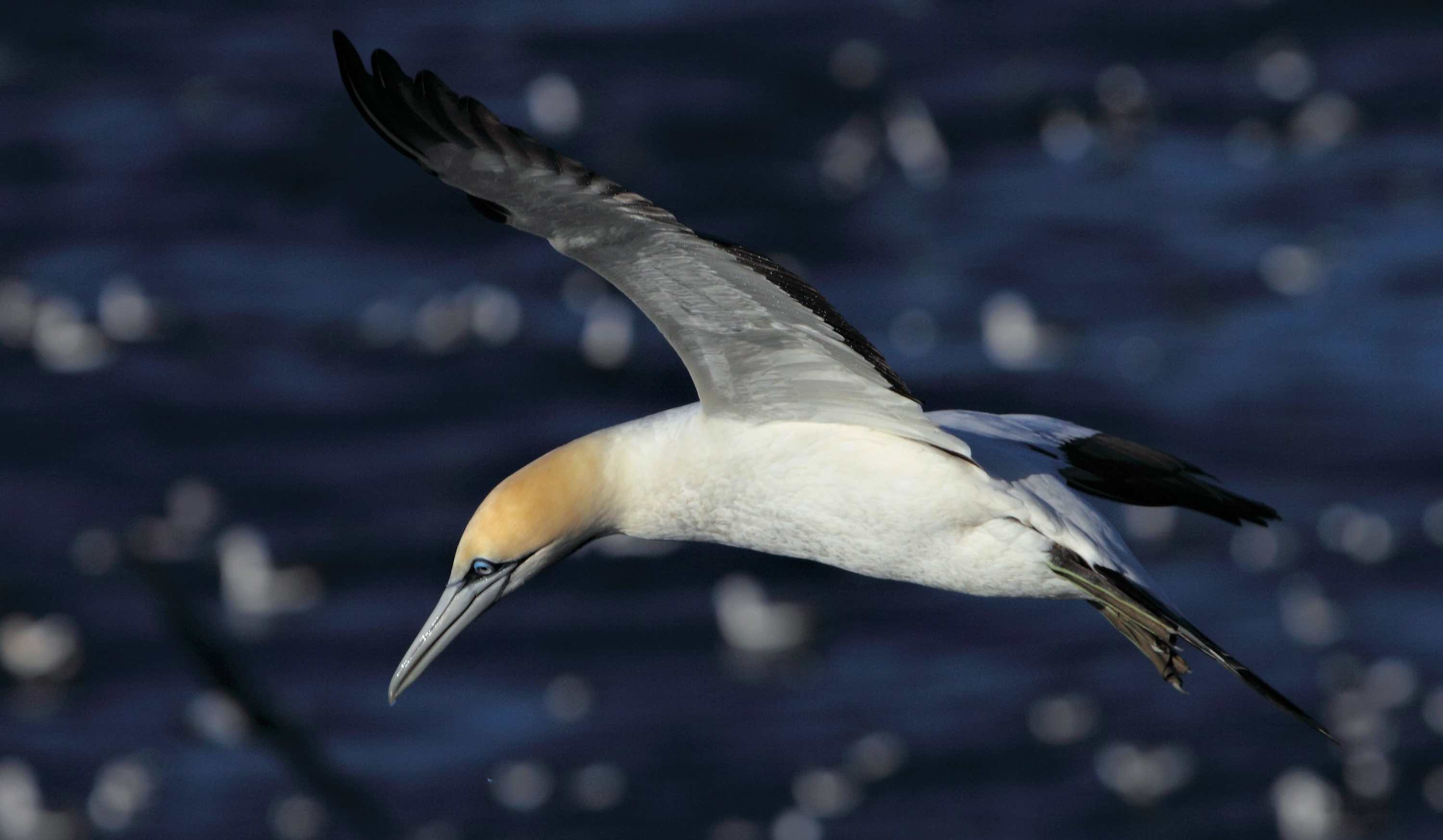 Photo of seabird in flight.