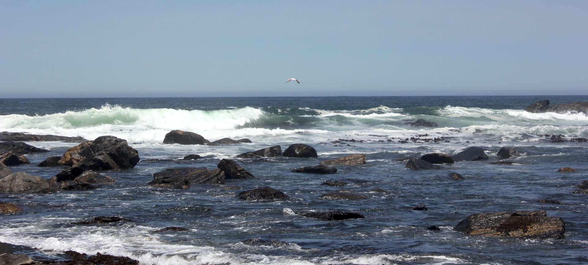 The Surprising Impact of Sharks on Namibia's Marine ecosystem health ...