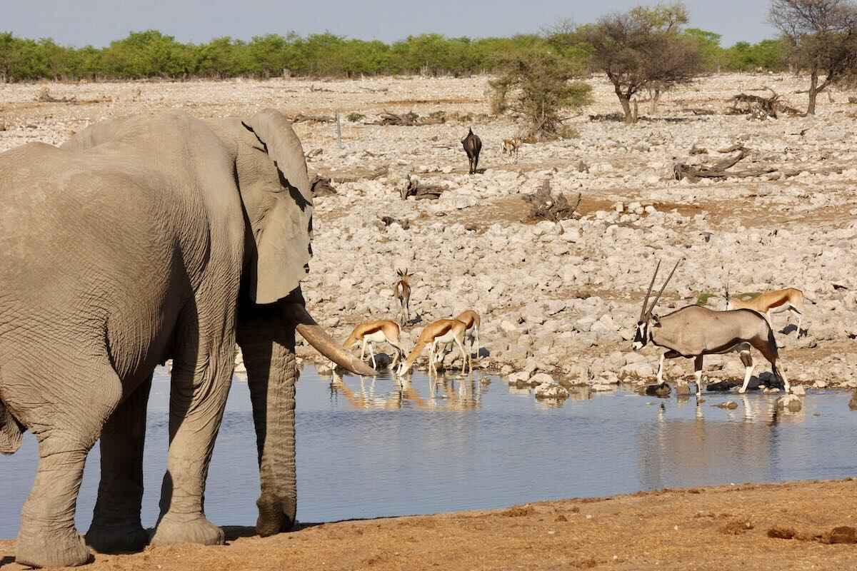 An elephant approaches a waterhole.