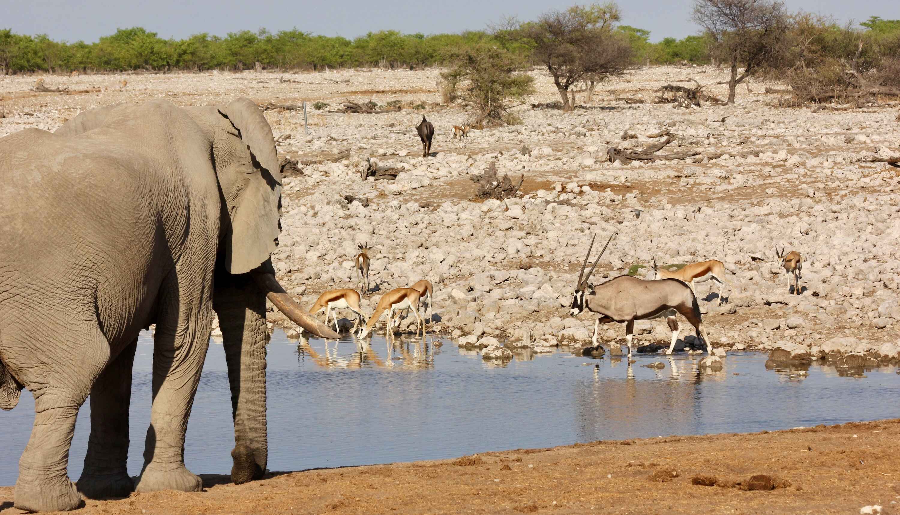 An elephant approaches a waterhole.