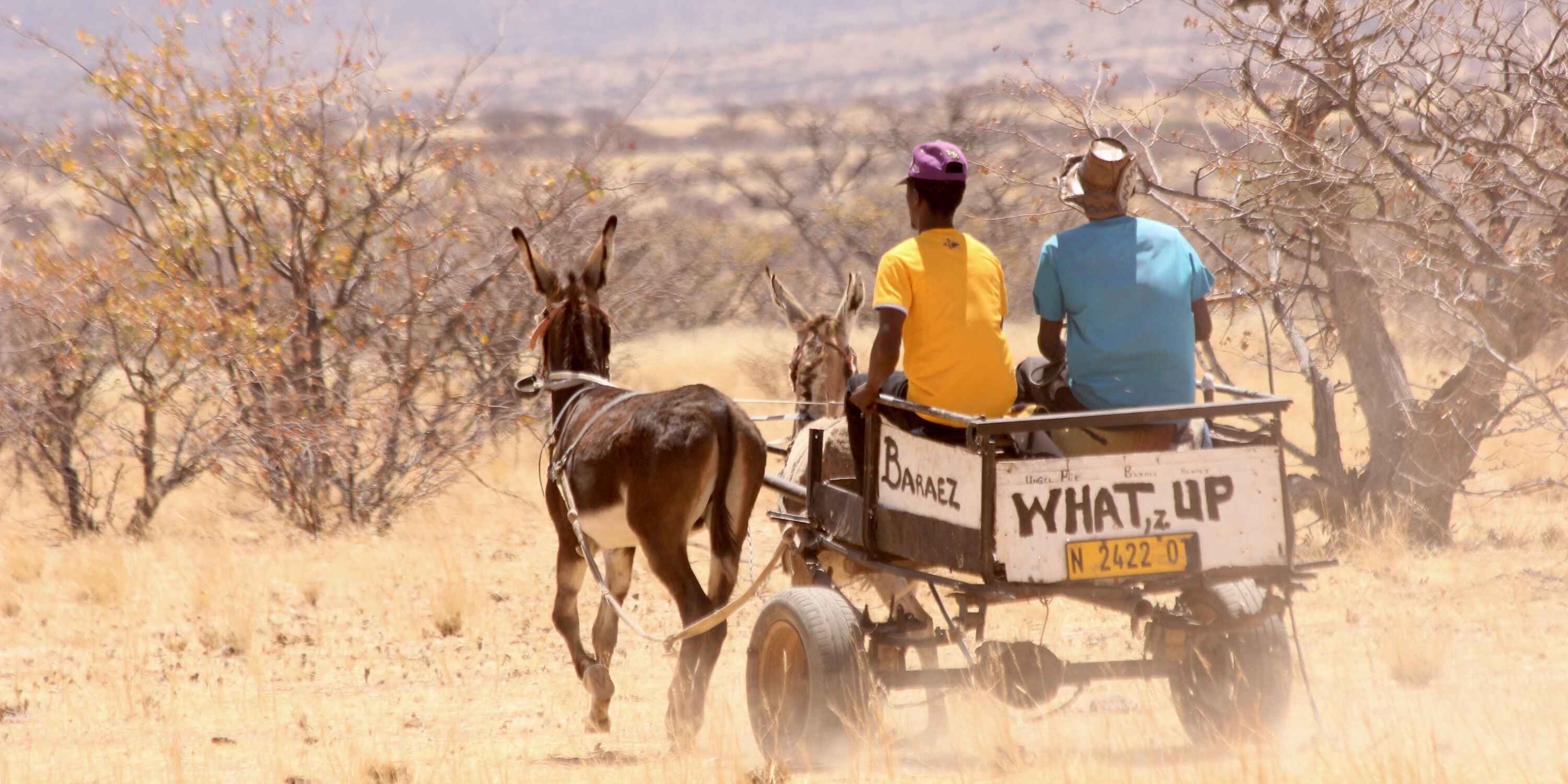 Two men travelling on a donkey cart through the bush.