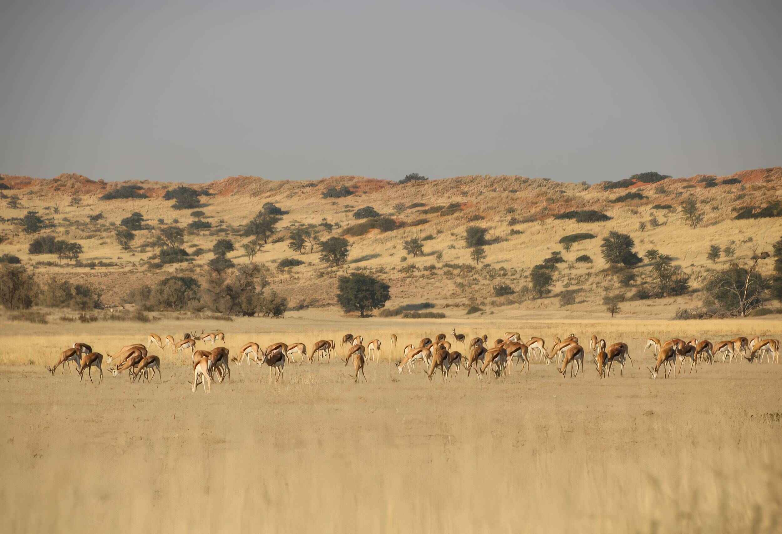 A herd of grazing spingbok.
