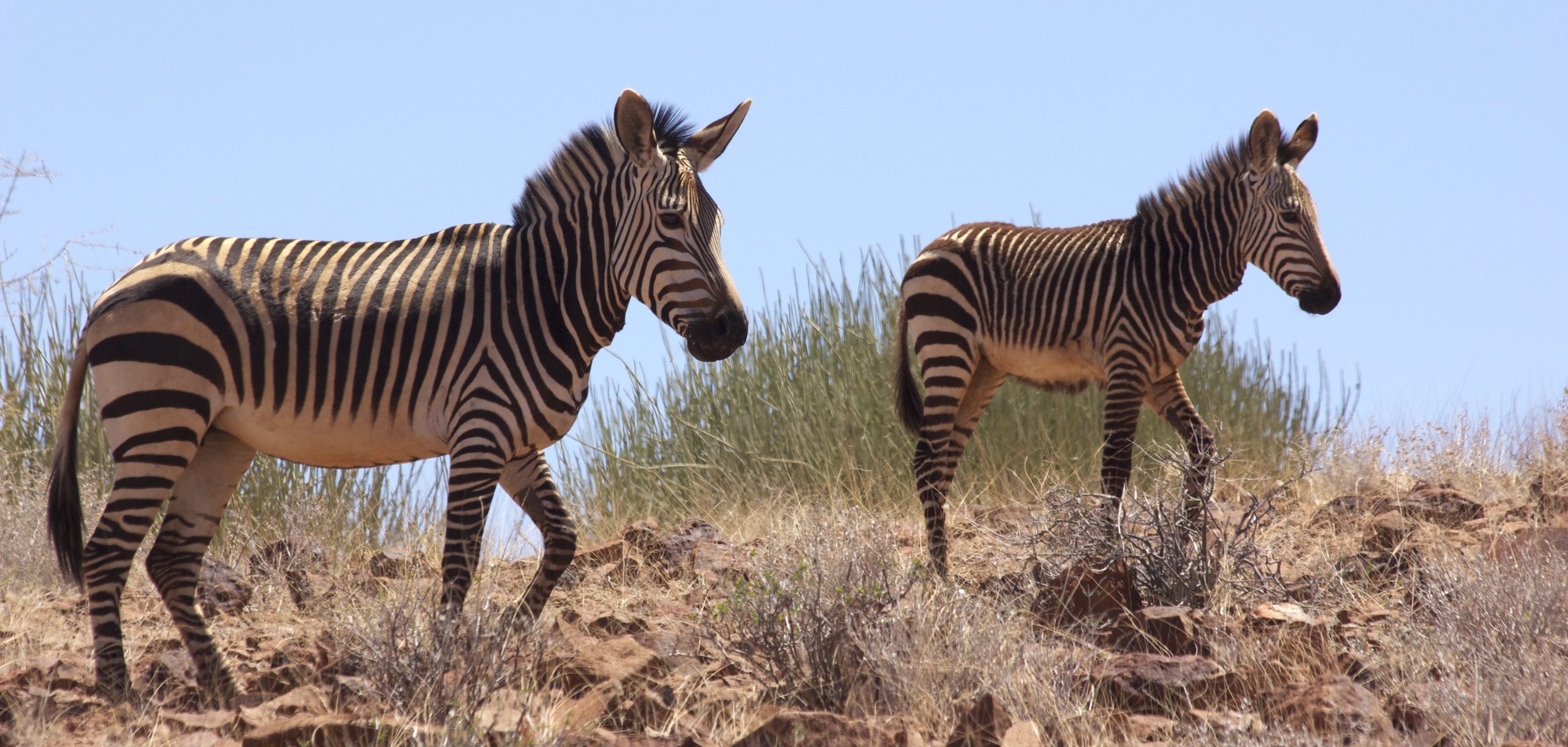 Two zebra; an adult, and a sub-adult standing on rocky ground.