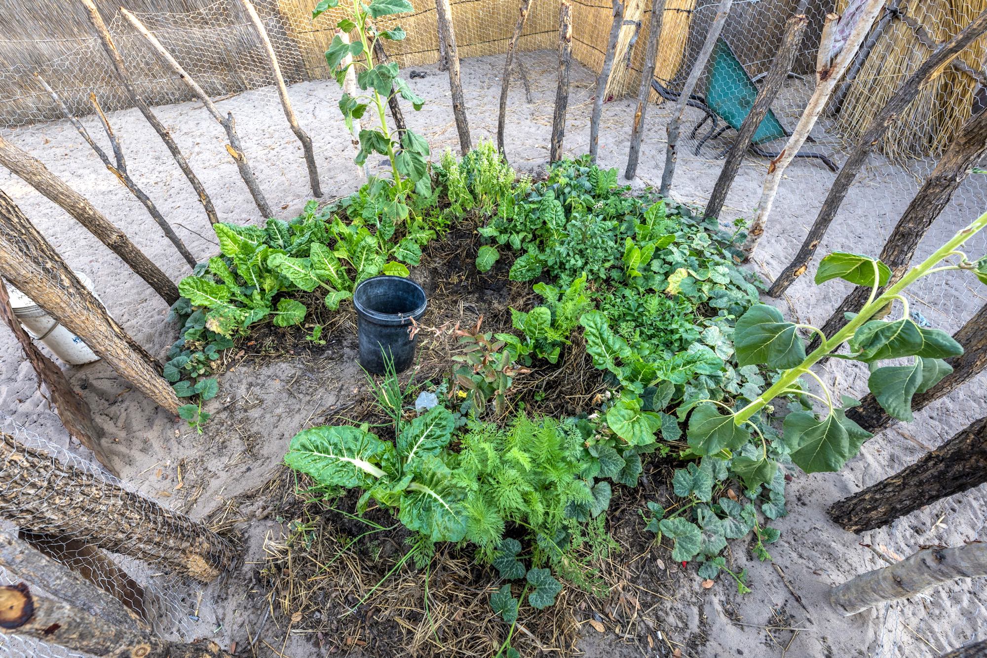 A circle of green plants in a small ringed enclosure.