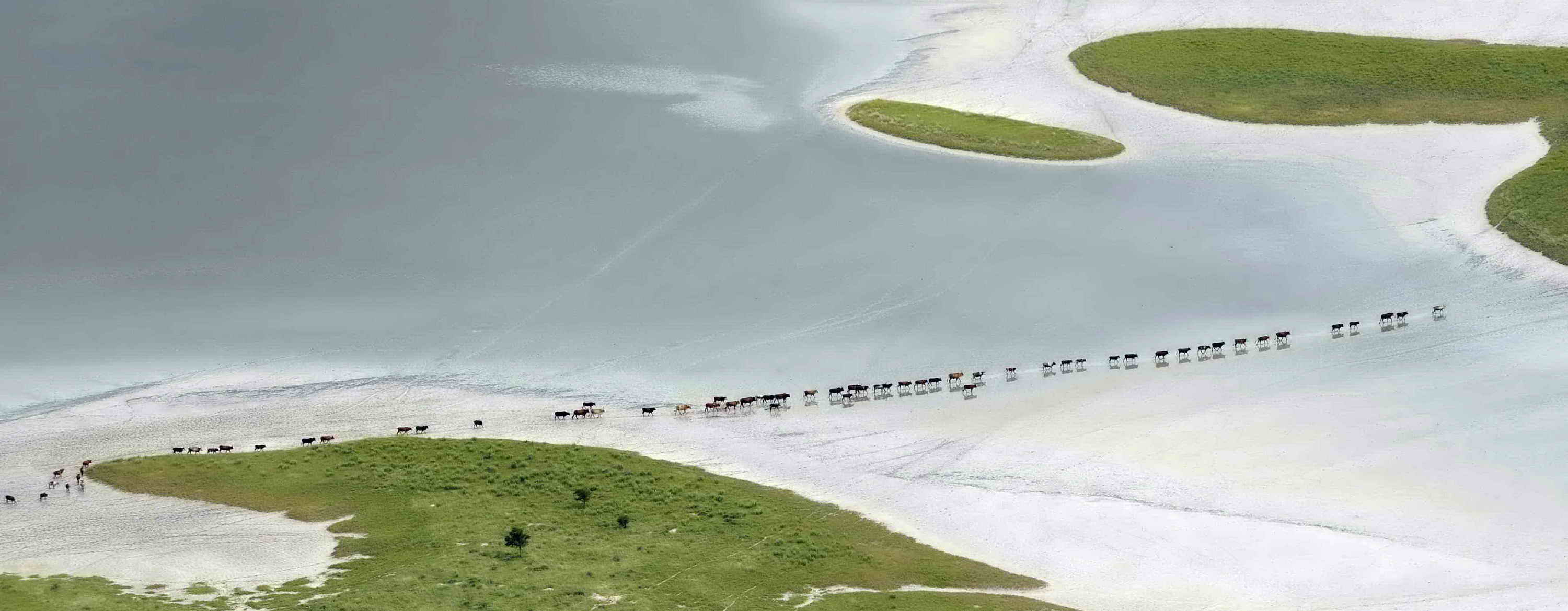 An aerial view of a long line of cattle walking across a shallow pan.