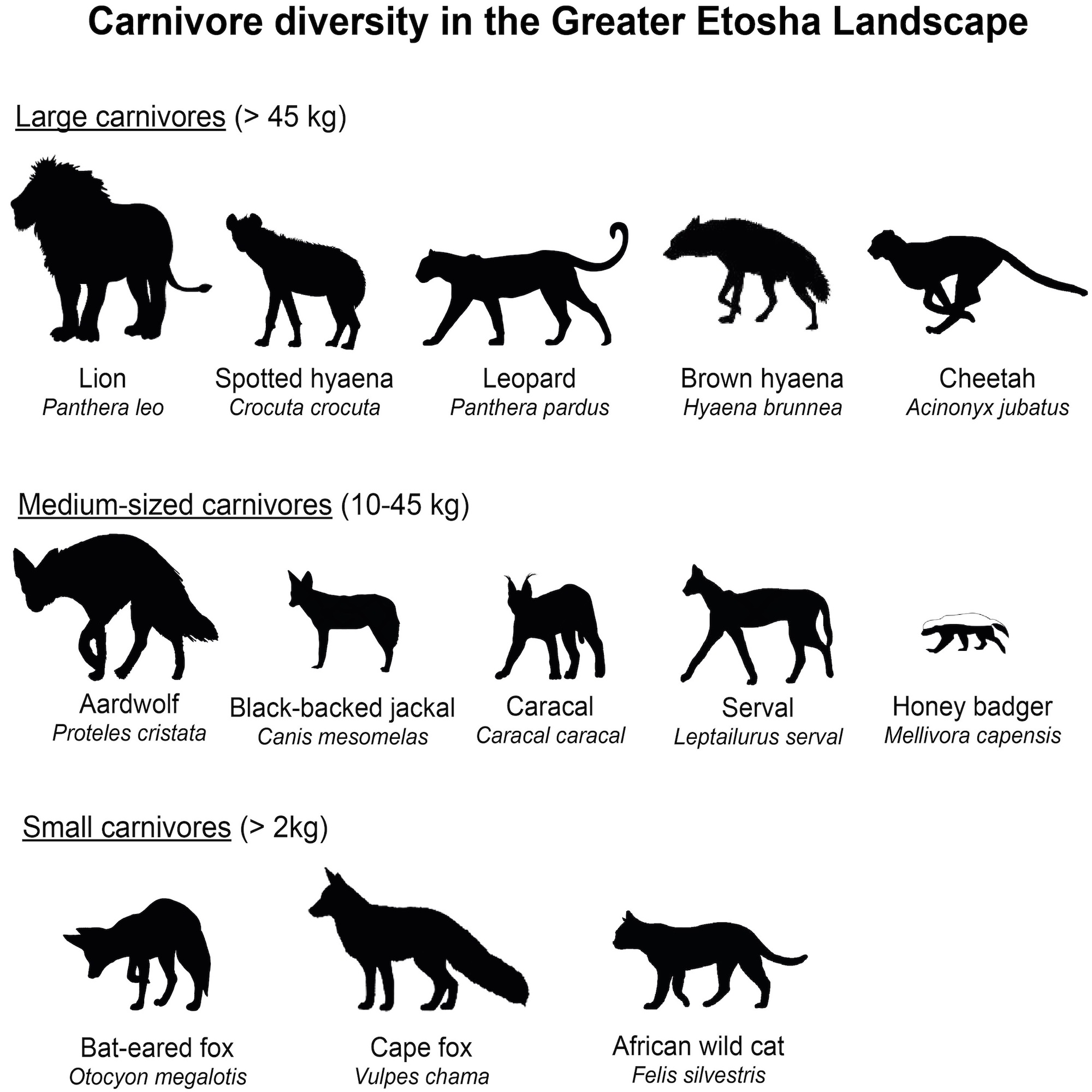 A diagram shwoing the outlines and names of the 13 species due to be studied.