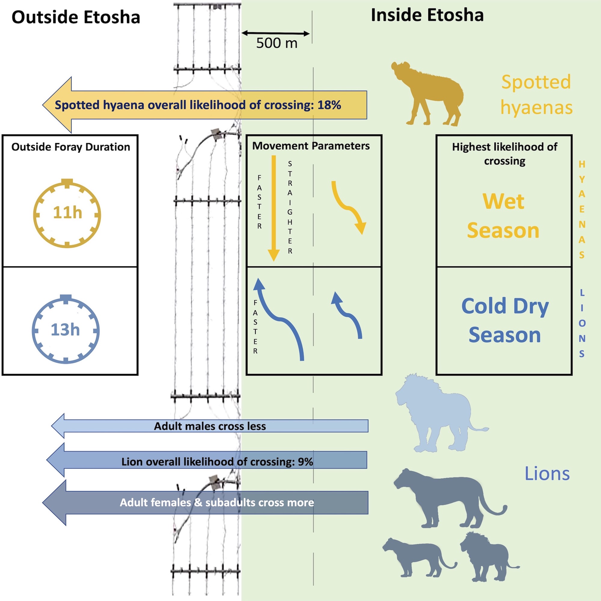 A diagram explaining fence crossing of lions and spotted hyaeana.