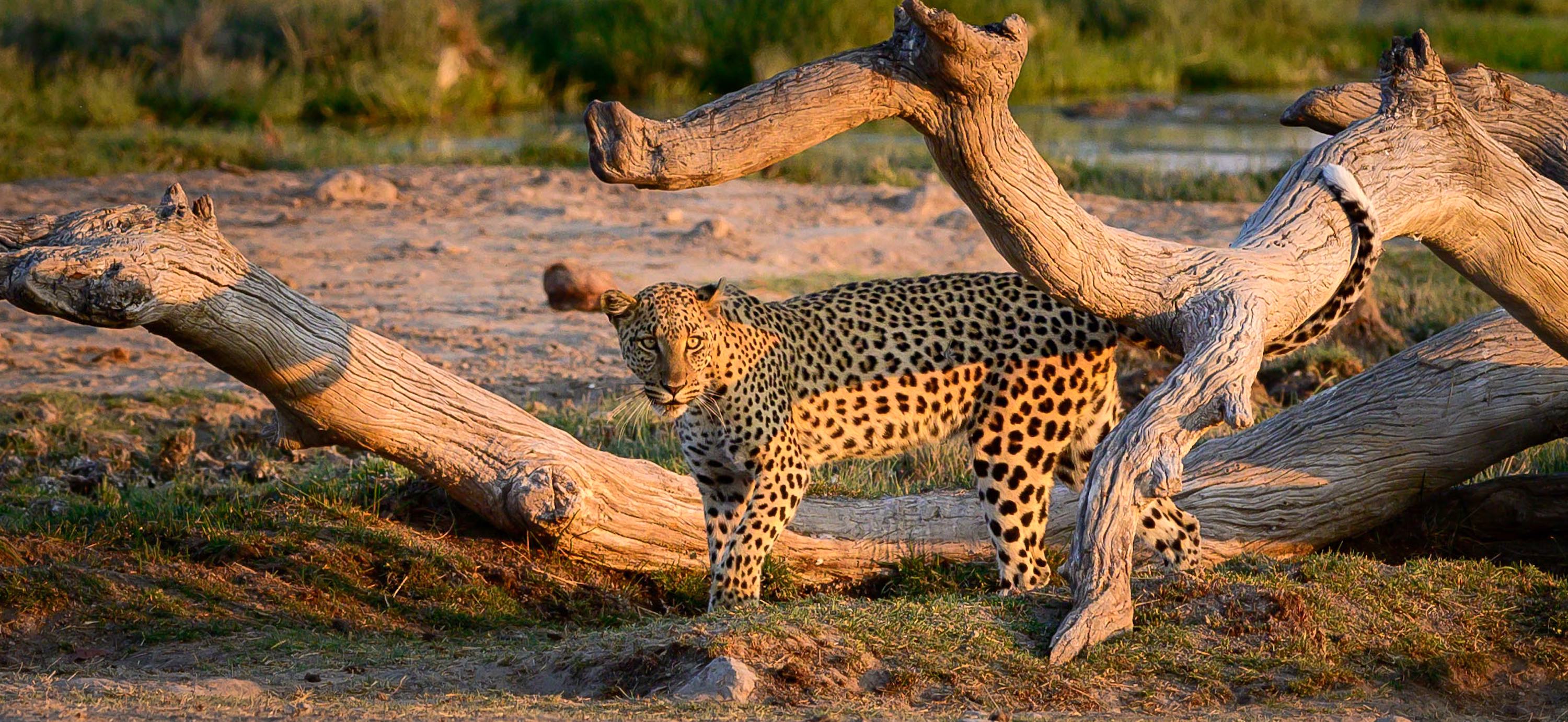 A leopard under a dead tree.