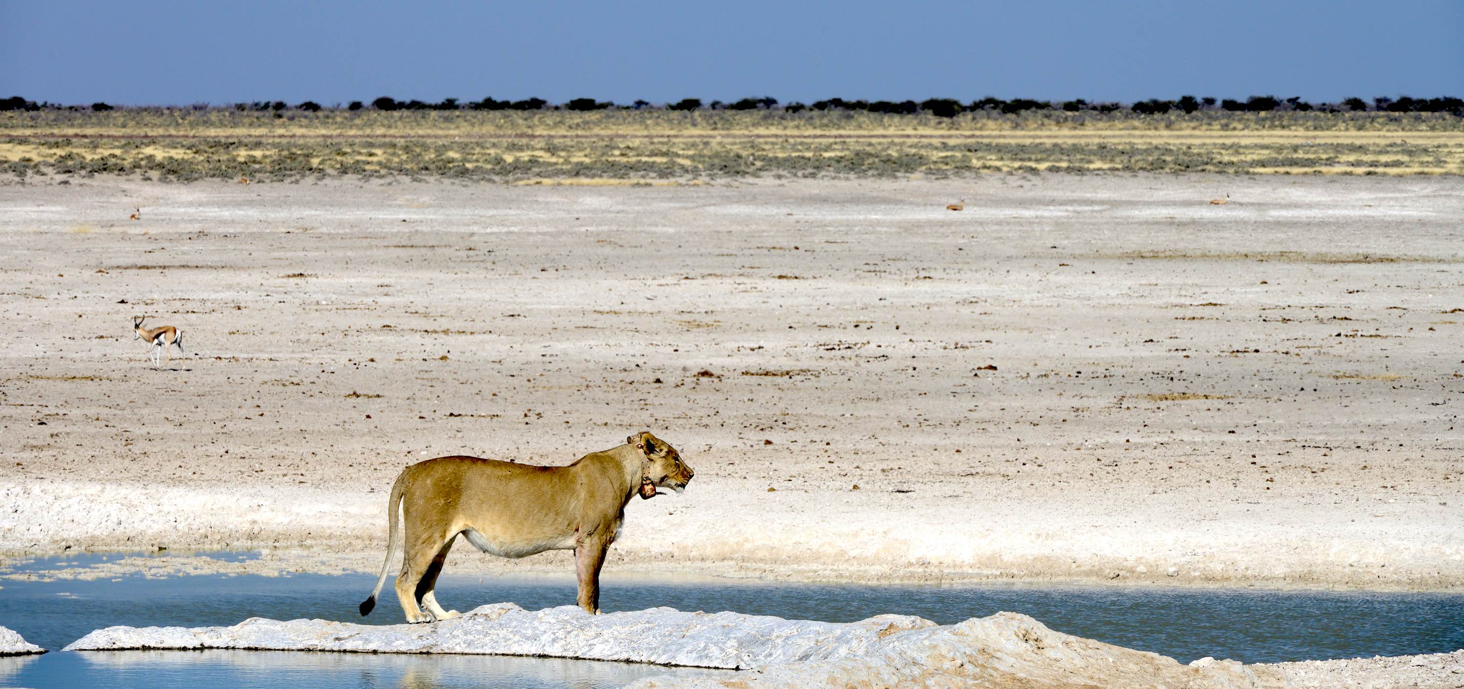A collared lioness at a waterhole in Etosha.