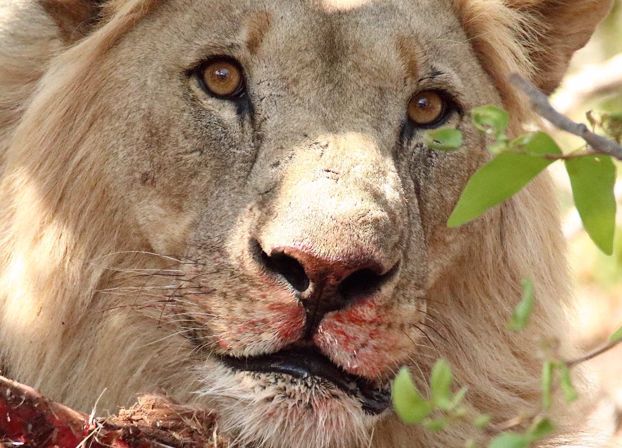 A closeup of a lion's face.