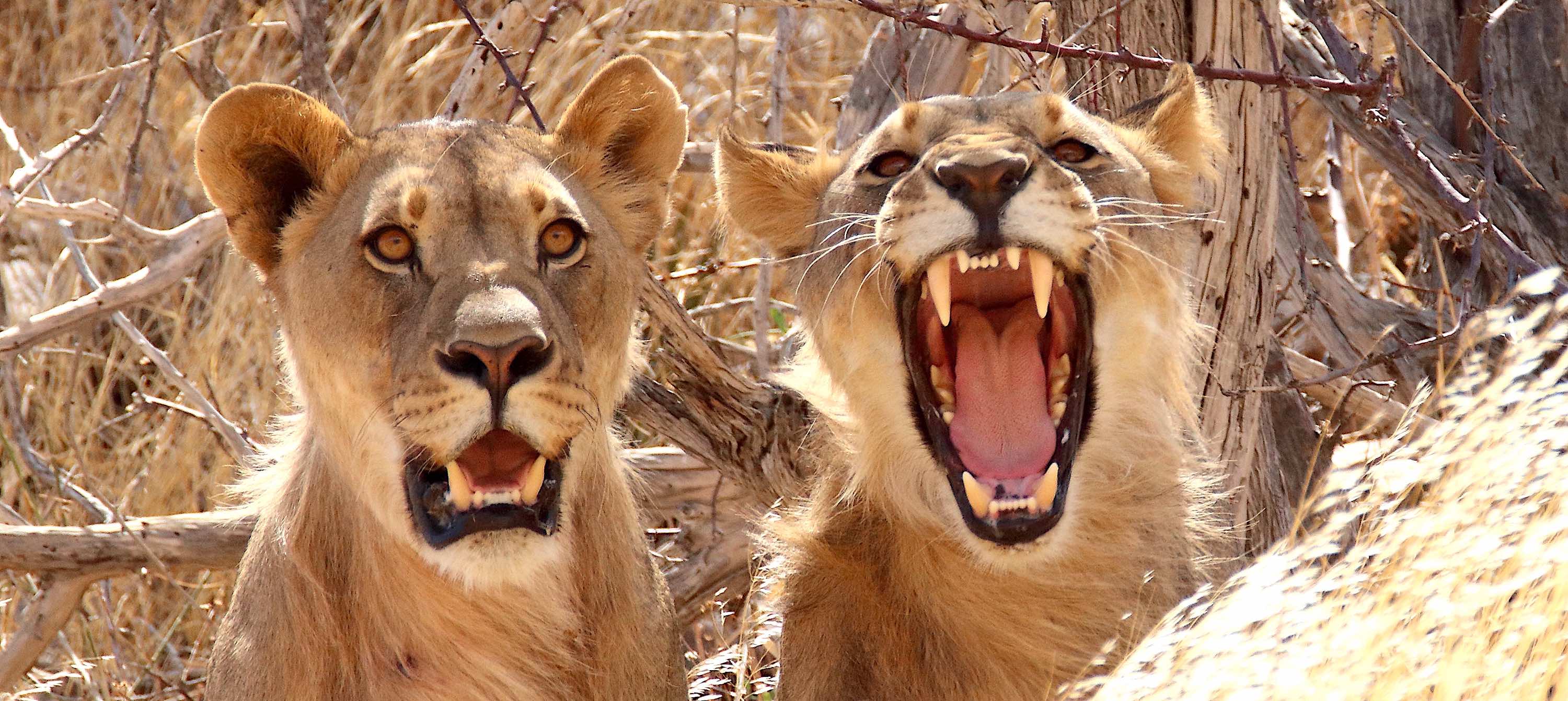 Close up of two lions, one of whom is roaring, or possibly yawning.