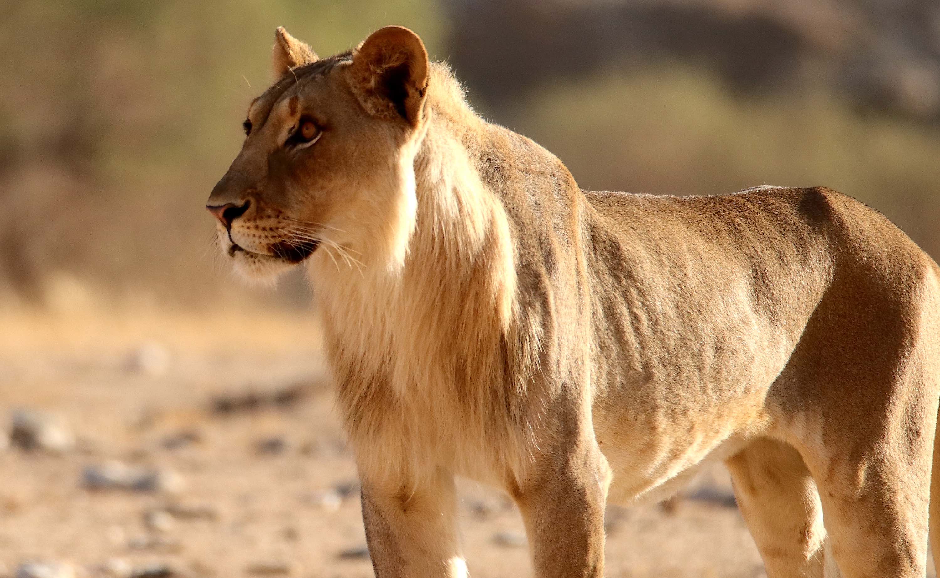 A wonderful side view of a Namibian desert-adapted lion.