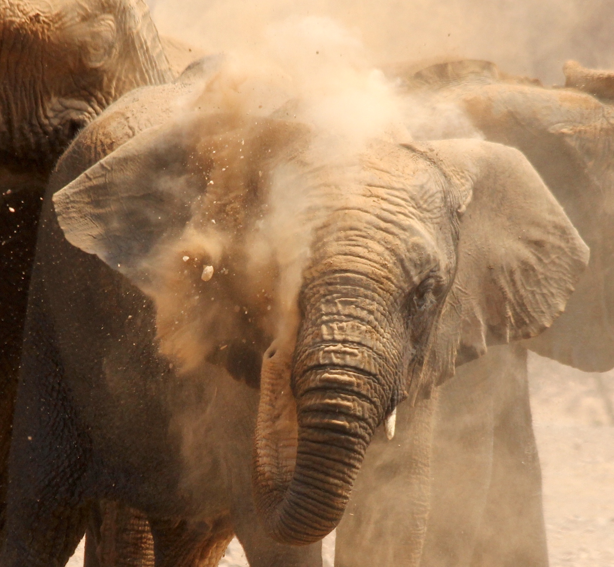 A elephant shaking dust from its head.
