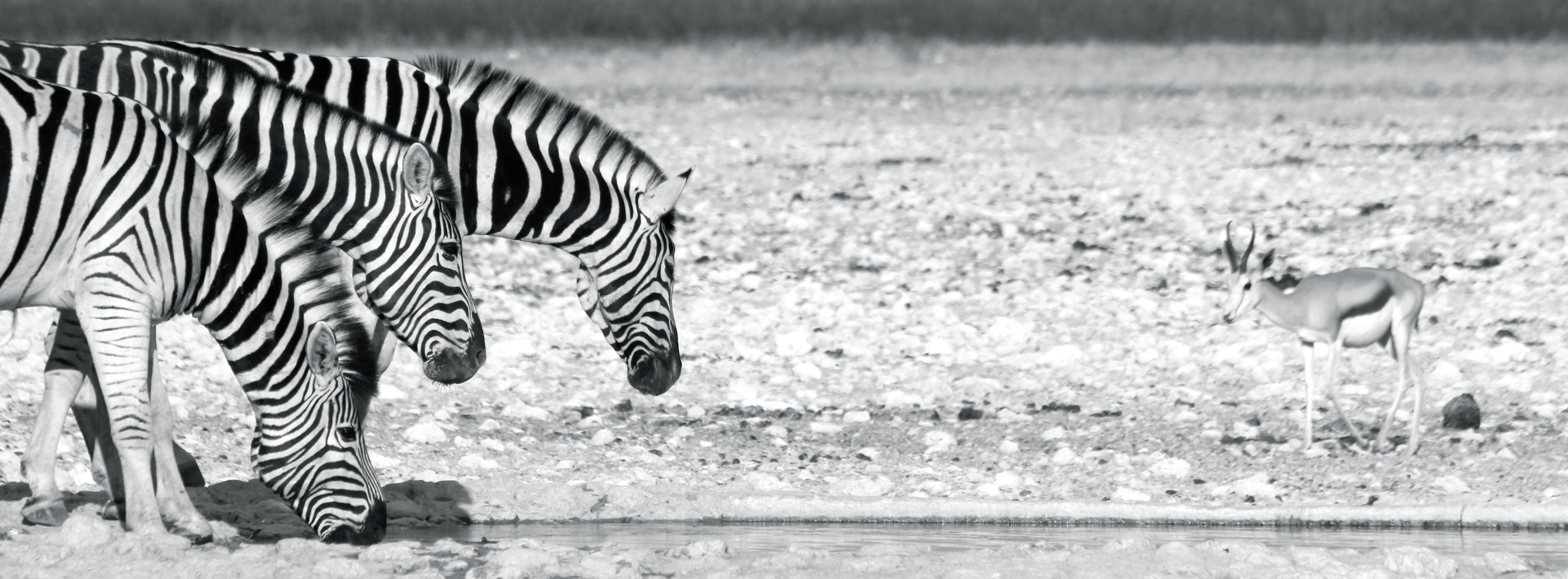 Black and white image of zebra at a waterhole.