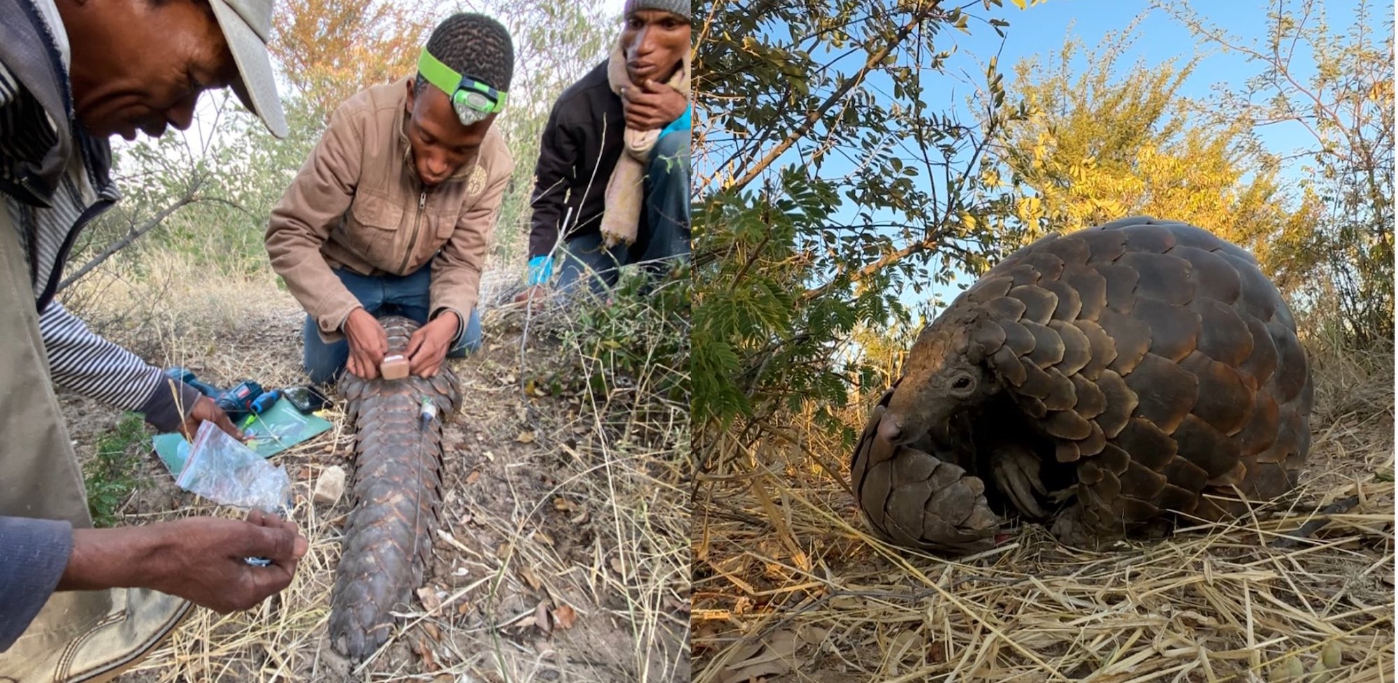 Three men fitting a tracker to a pangolin (l), and a cute close-up of a pangolin (r).
