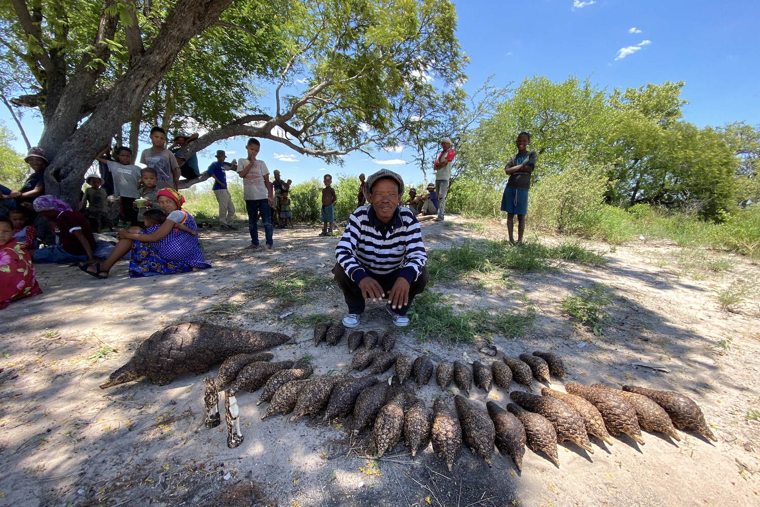 A San craftsman sits under a tree with a beautiful collection of wooden pangolins in front of him.