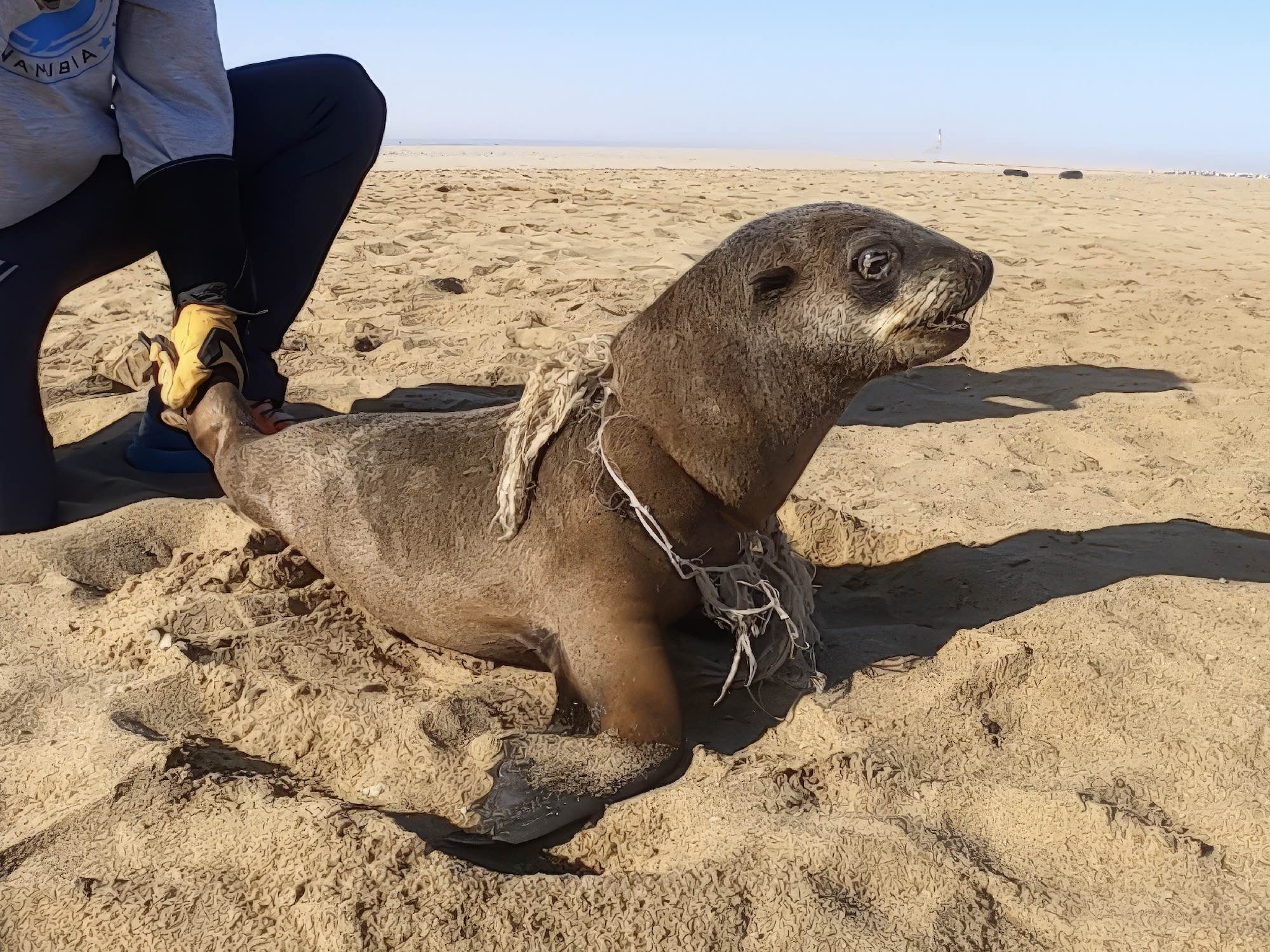 A seal wrapped in fishing nets is held ready by a member of the OCN team.
