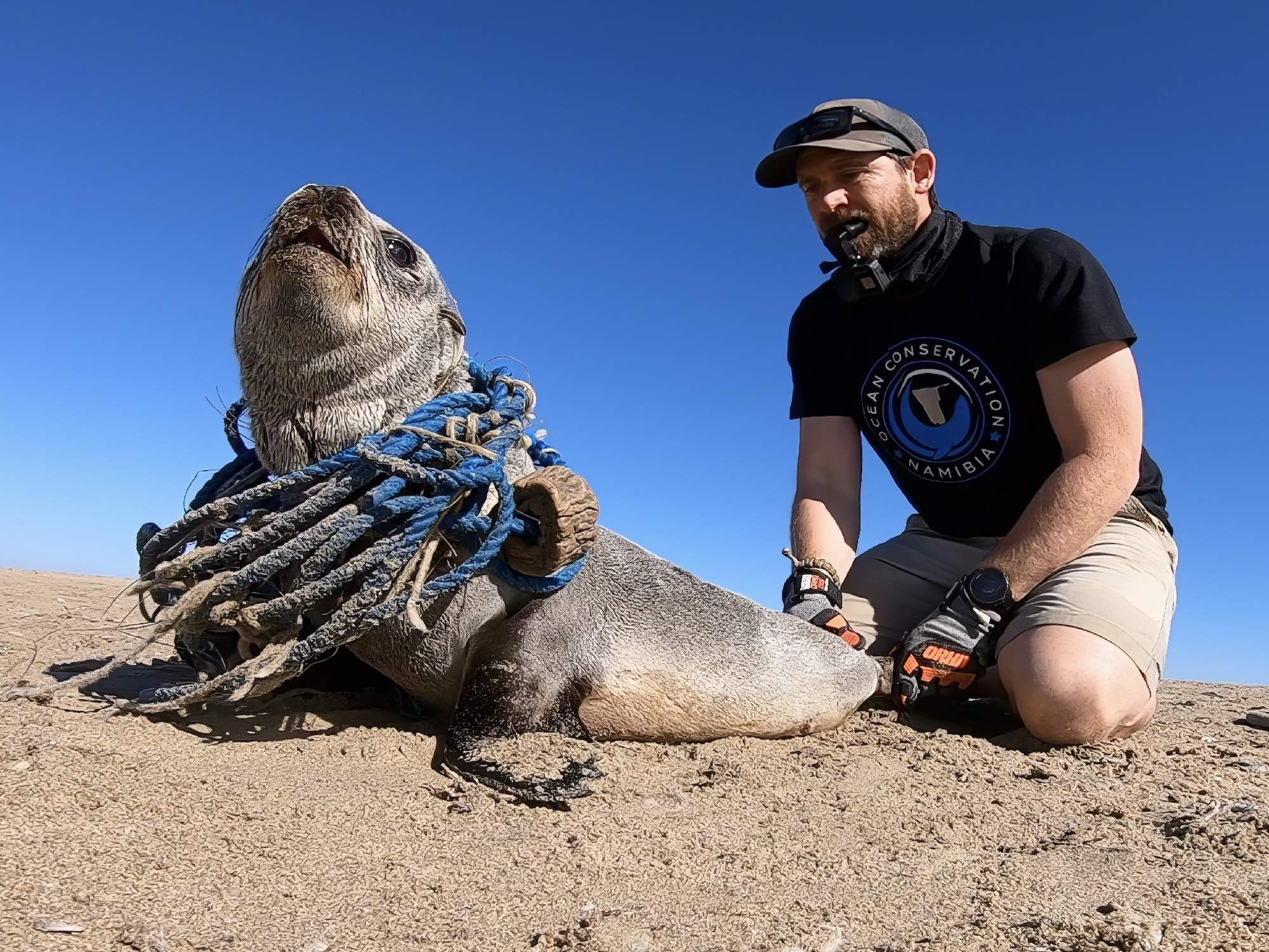 A seal wrapped in a lot of rope is restrained just prior to the rope's removal.