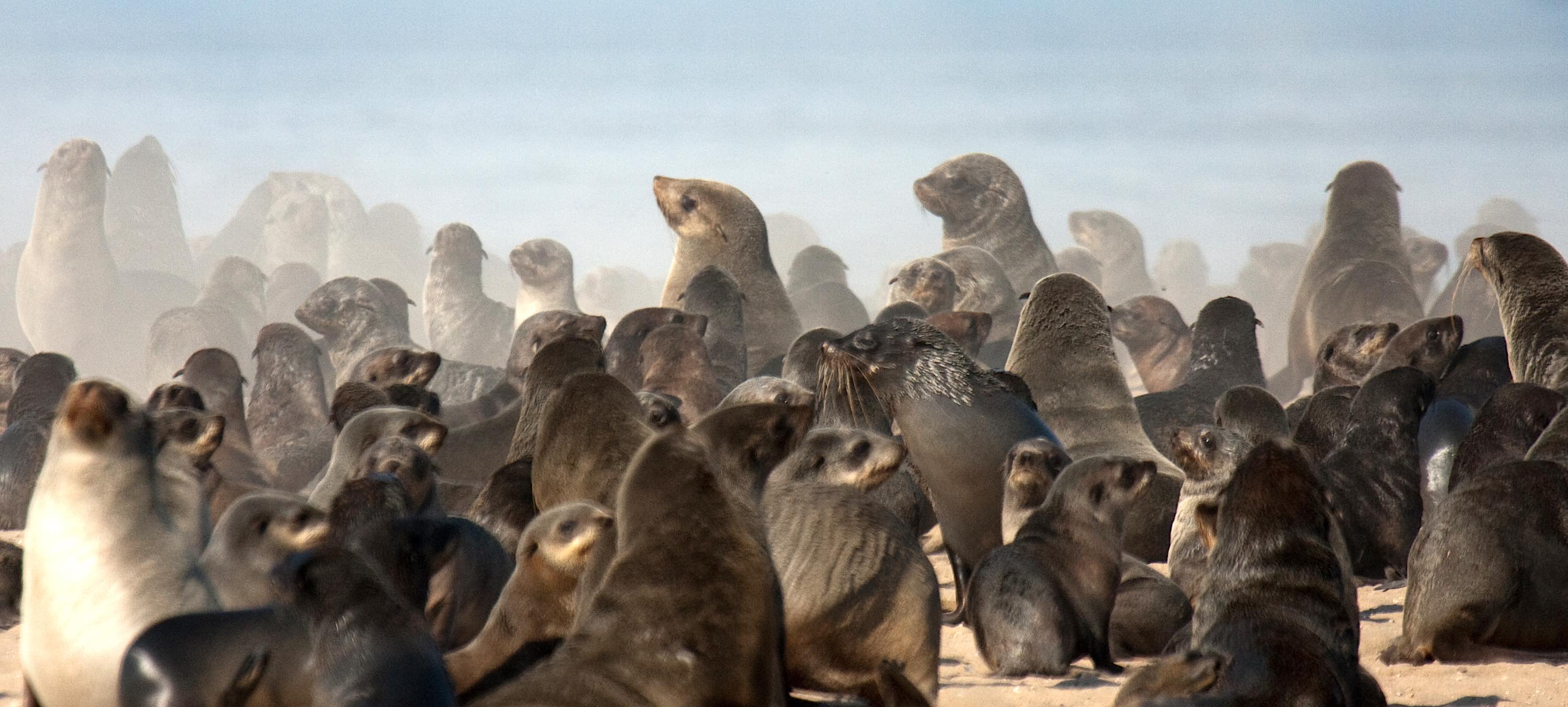 A dense crowd of seals.