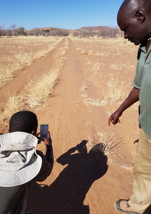 Two lion rangers using a SMART phone to record animal tracks.