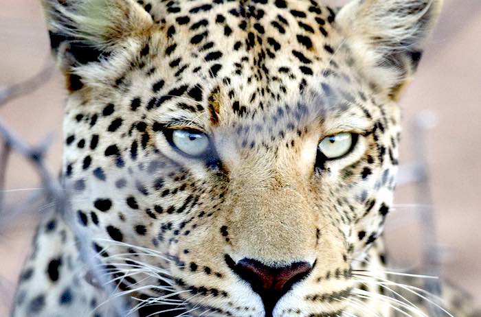 A close up of a leopards face.