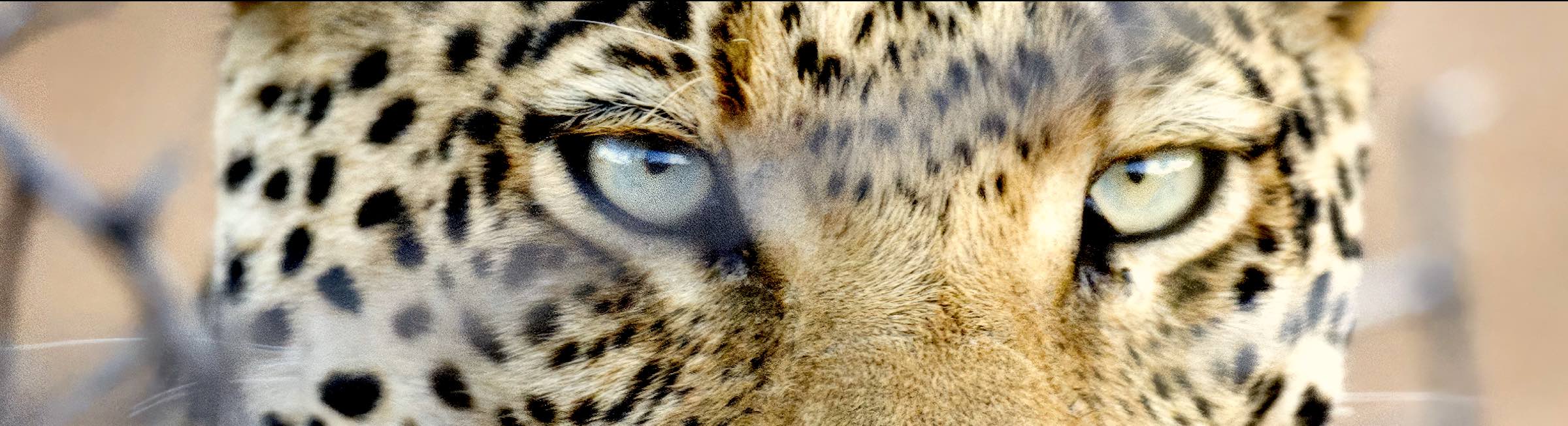 Close-up image of a leopards eyes.