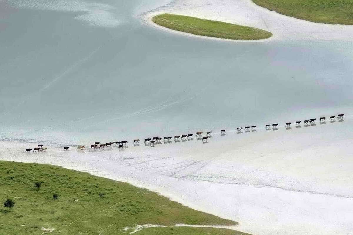 An aerial view of a long line of cattle walking across a shallow pan.