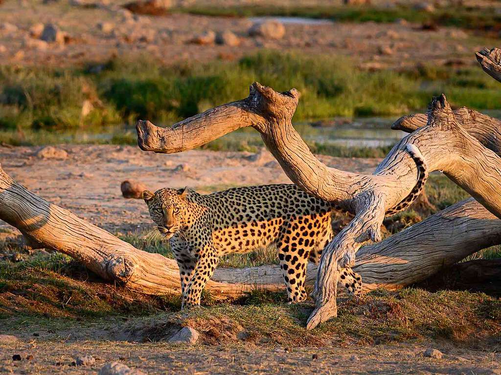 A leopard under a dead tree.