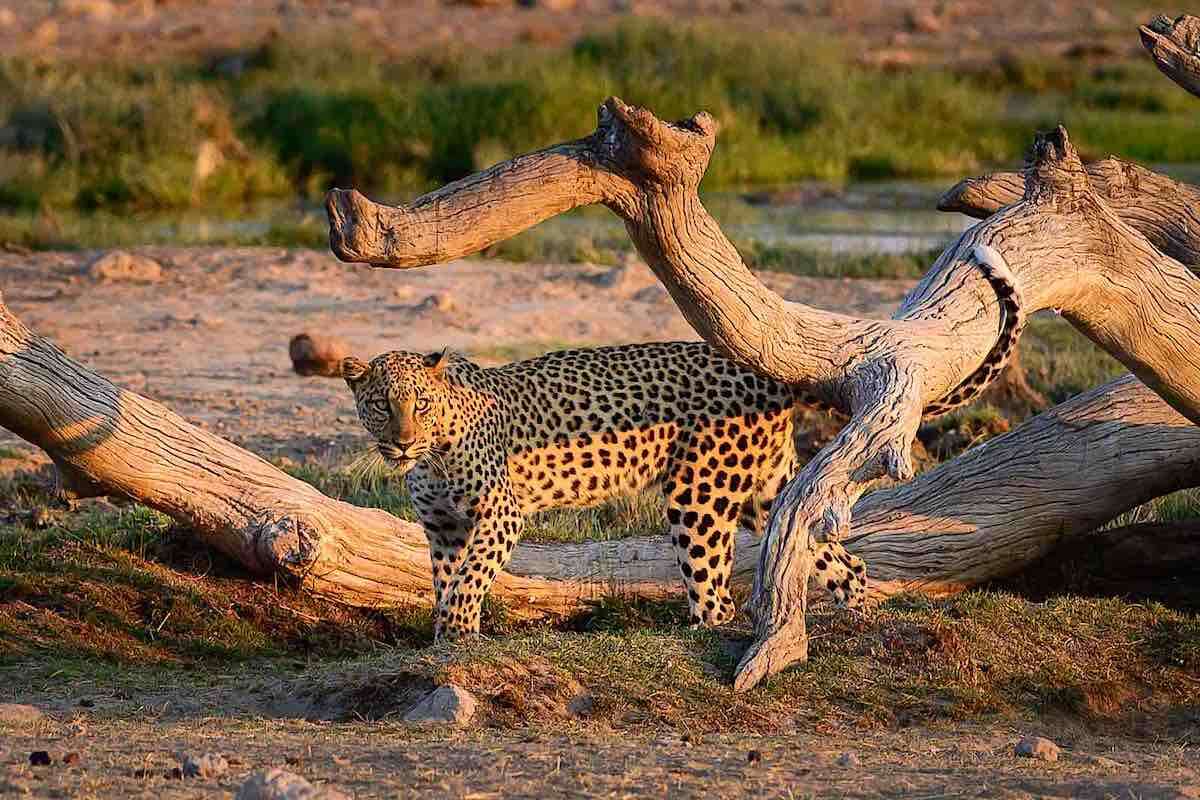 A leopard under a dead tree.