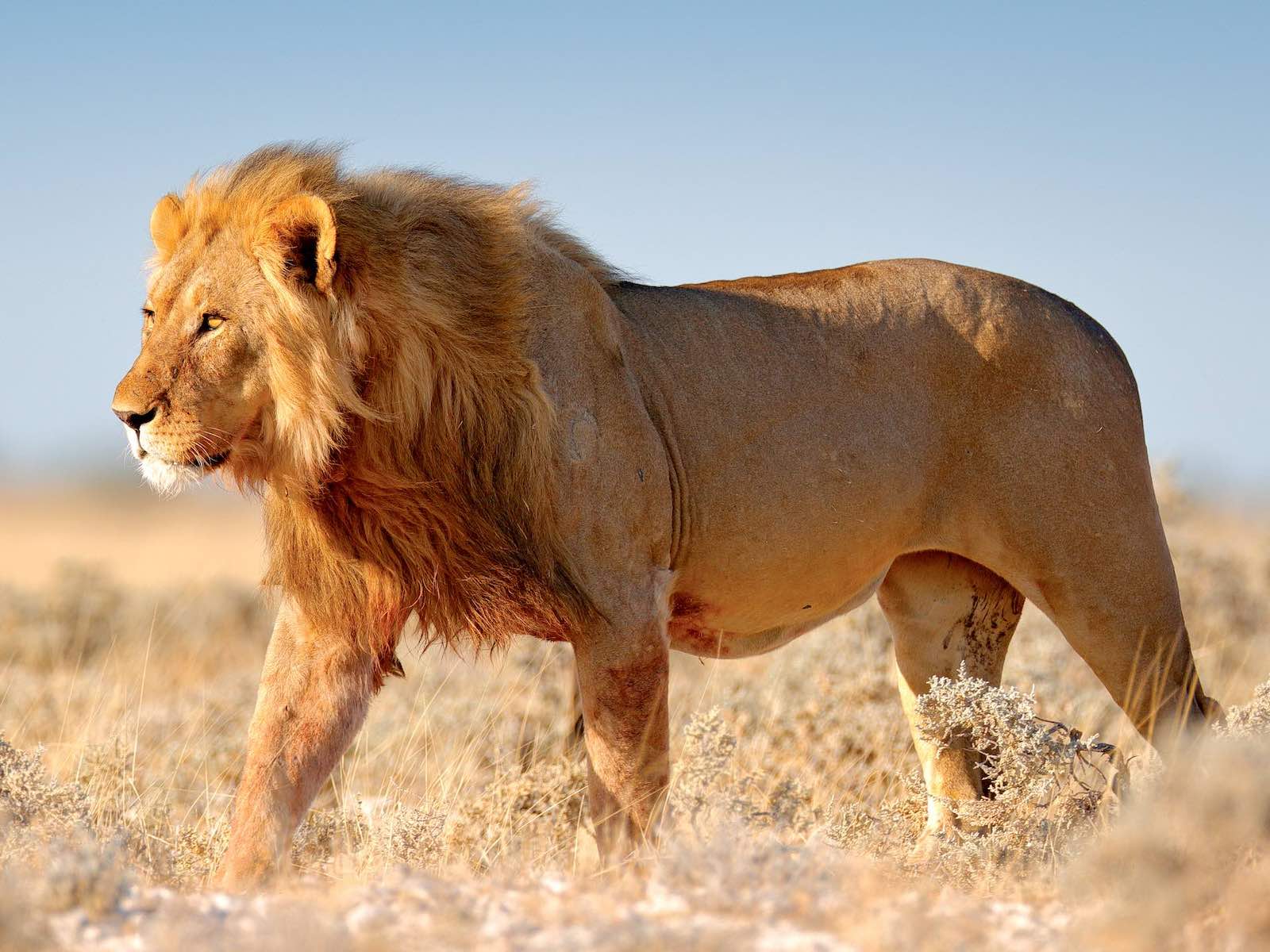 A magnificient male lion against a blue sky.