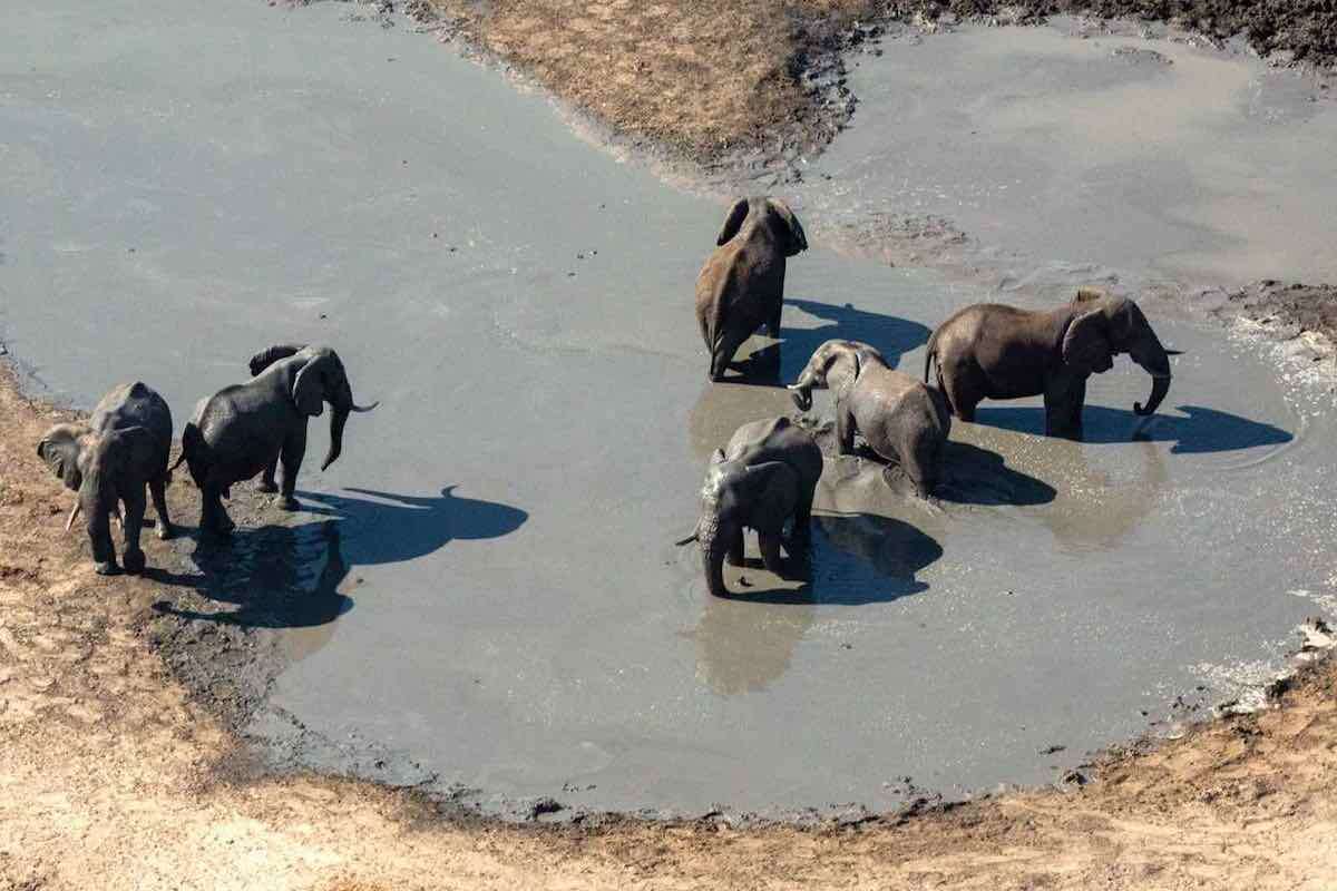 A group of six elephants wading in and drinking from a dam.