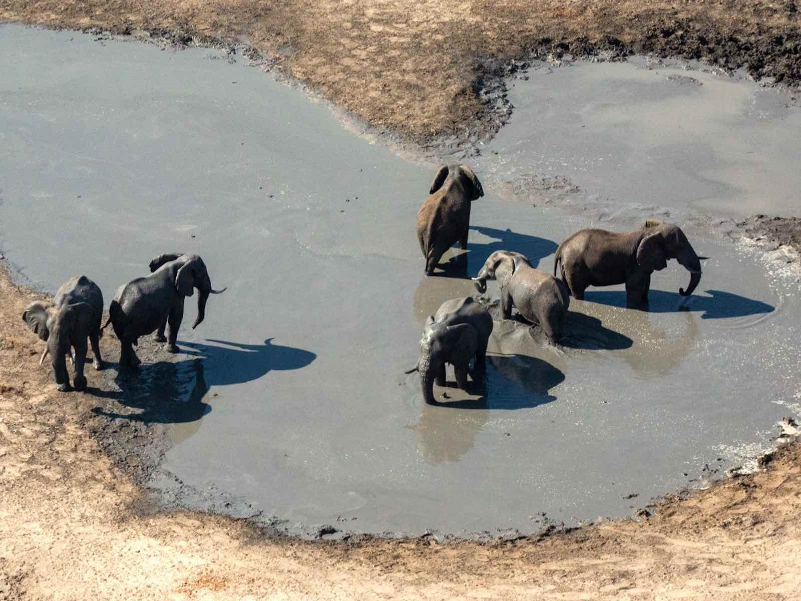 A group of six elephants wading in and drinking from a dam.