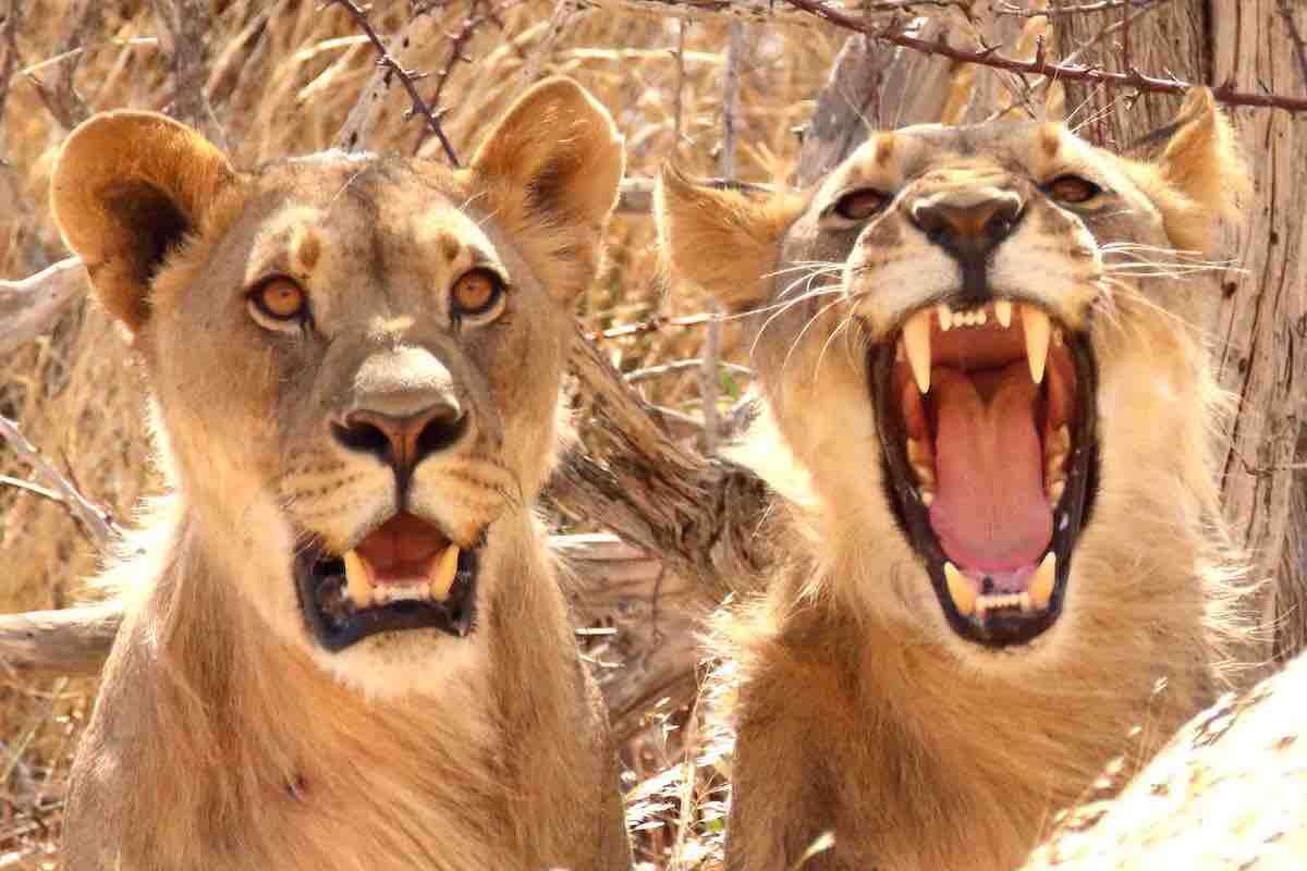 Close up of two lions, one of whom is roaring, or possibly yawning.