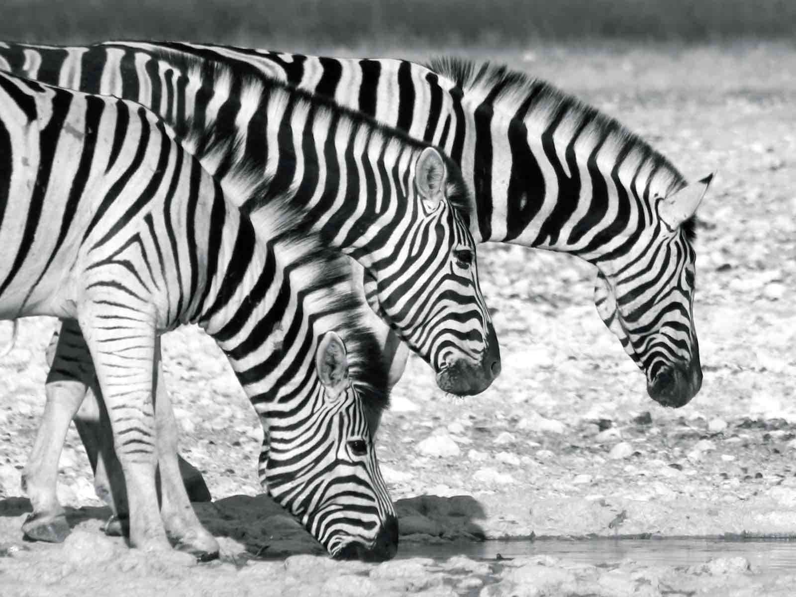 Black and white image of zebra at a waterhole..