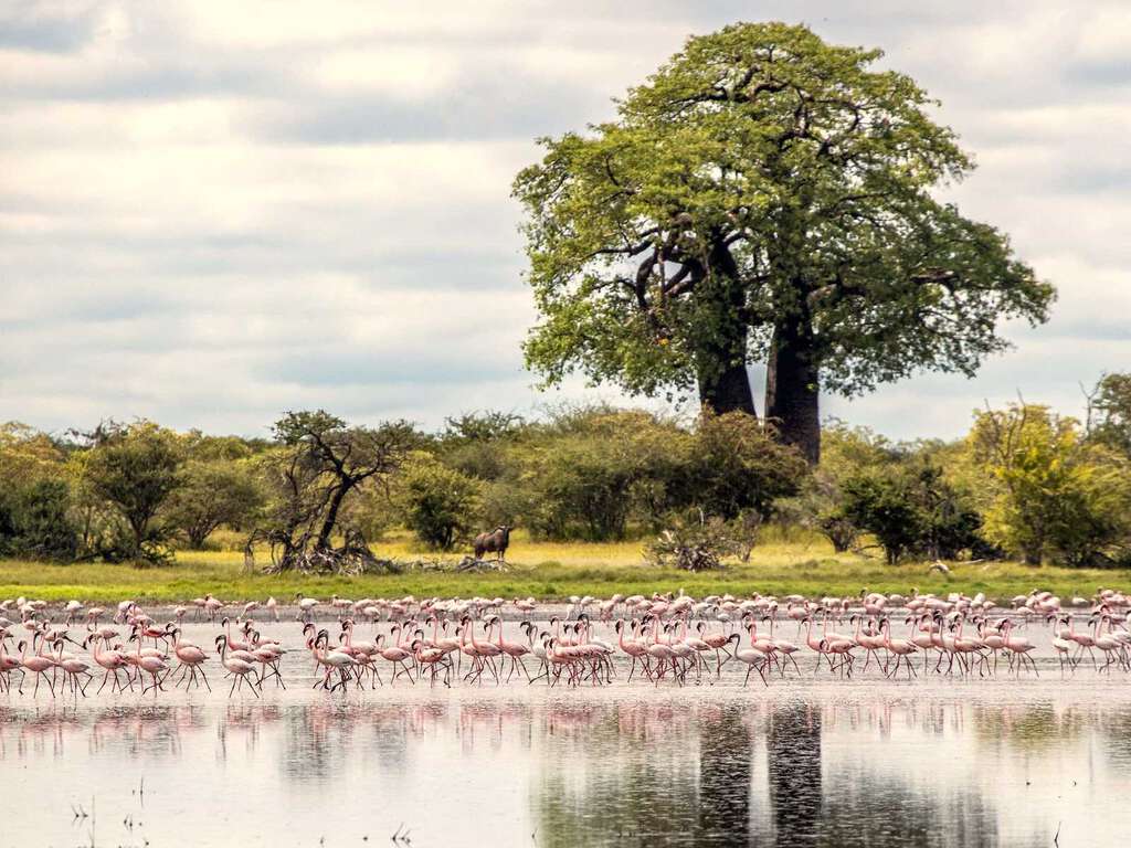 Flamingoes in water in the foreground, with a tall tree and wildebeest in the background.