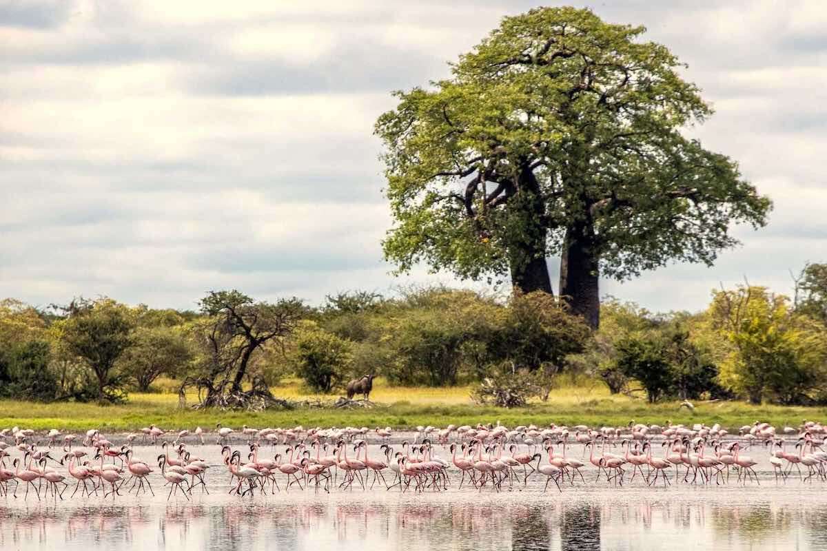 Flamingoes in water in the foreground, with a tall tree and wildebeest in the background.