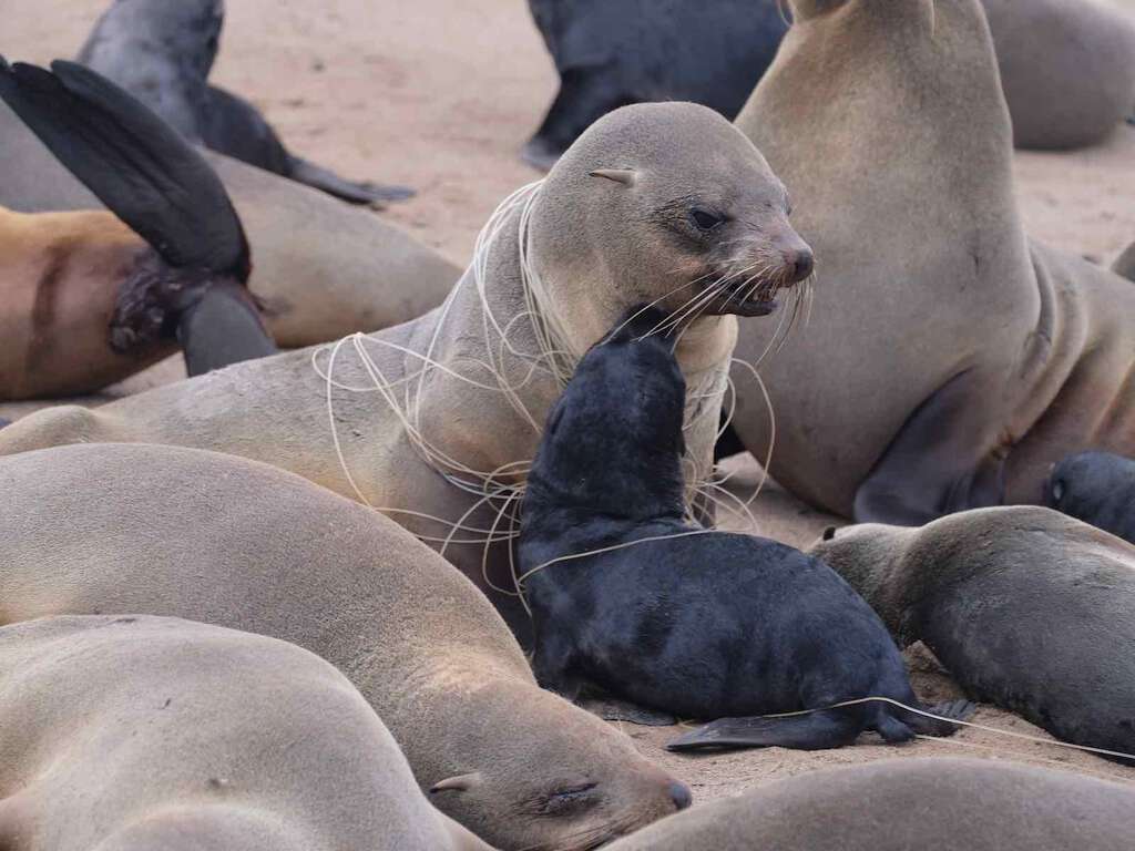 Close-up of a seal and pup wrapped in plastic line.