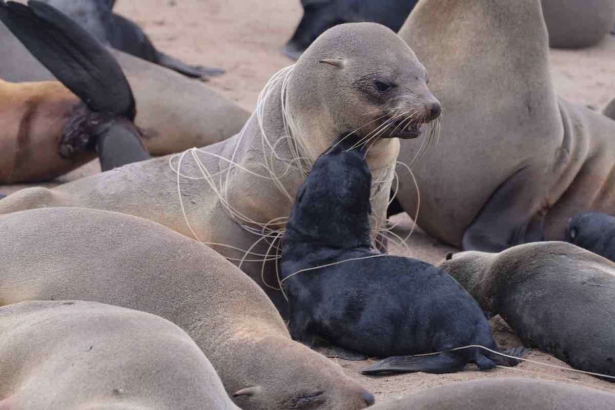 Close-up of a seal and pup wrapped in plastic line.