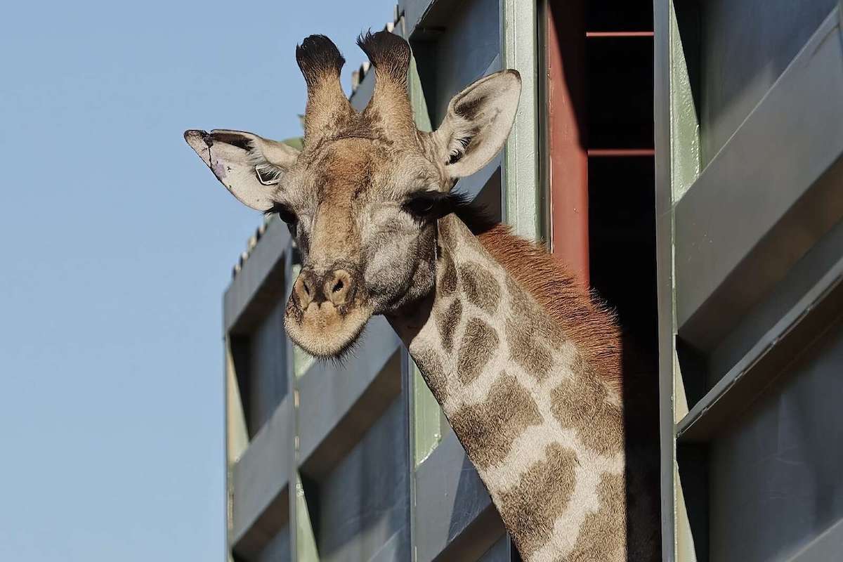 A giraffe looks out of a transport vehicle.