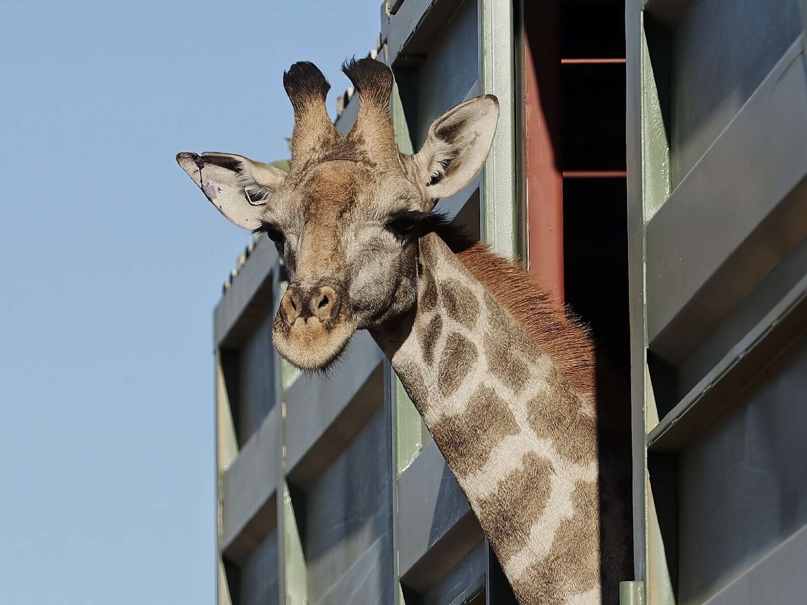 Closeup of a giraffe looking out the side of a capture truck.