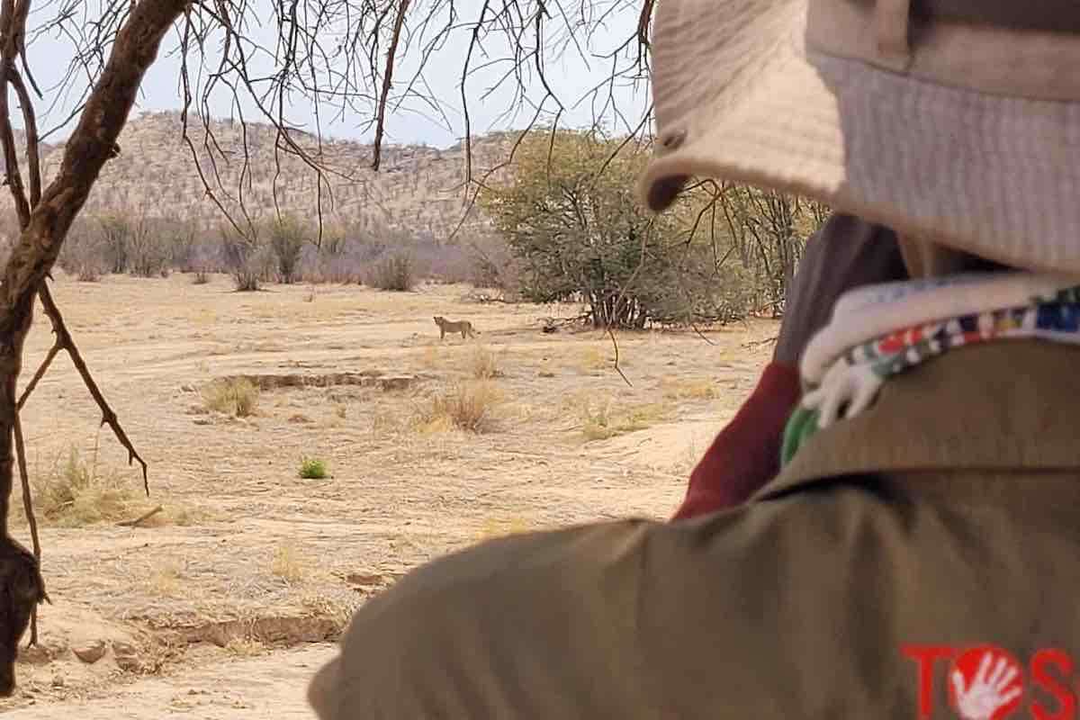 Orupupa Lion Ranger Kavekaetua Tjauira monitoring Hobatere lions.