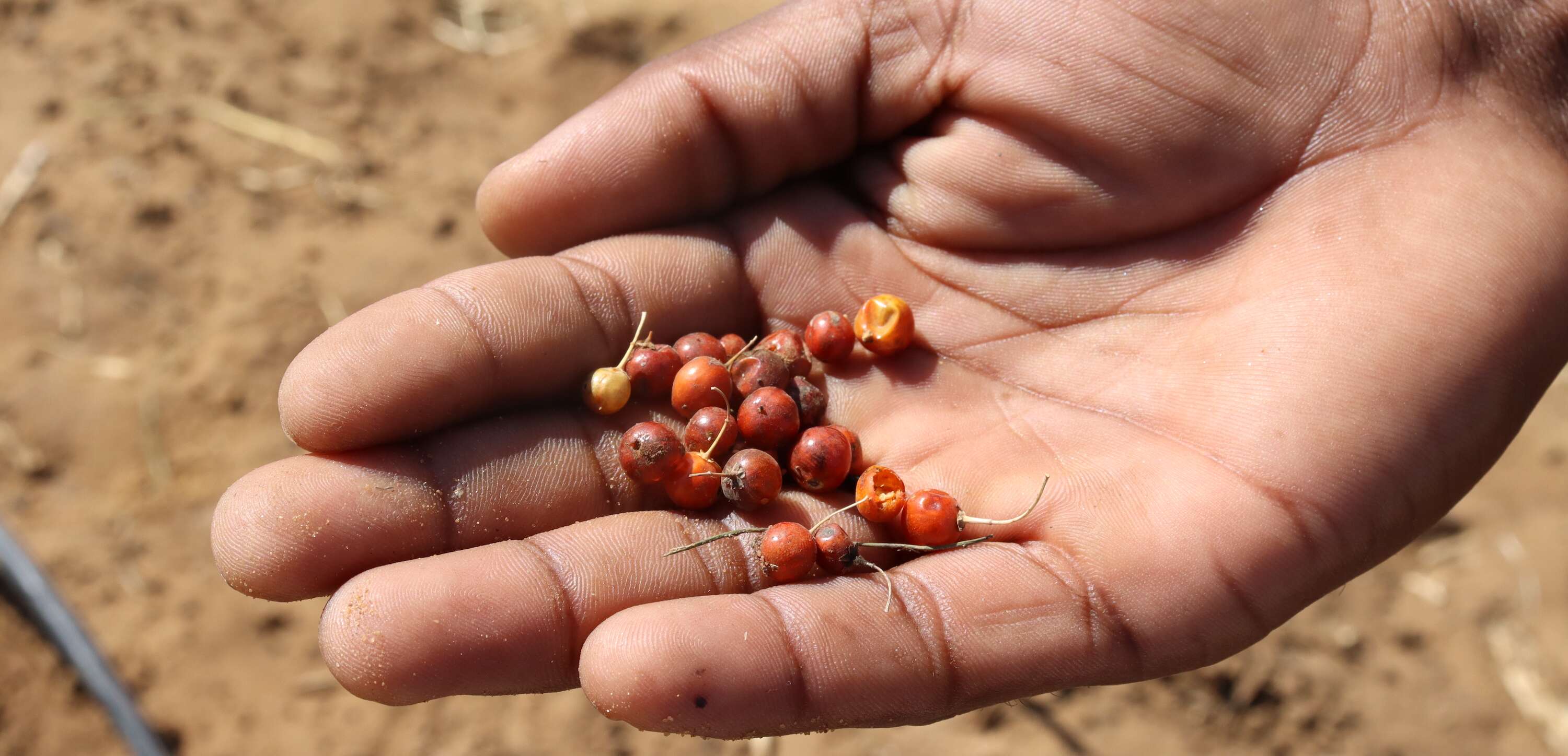 A handful of red berries.