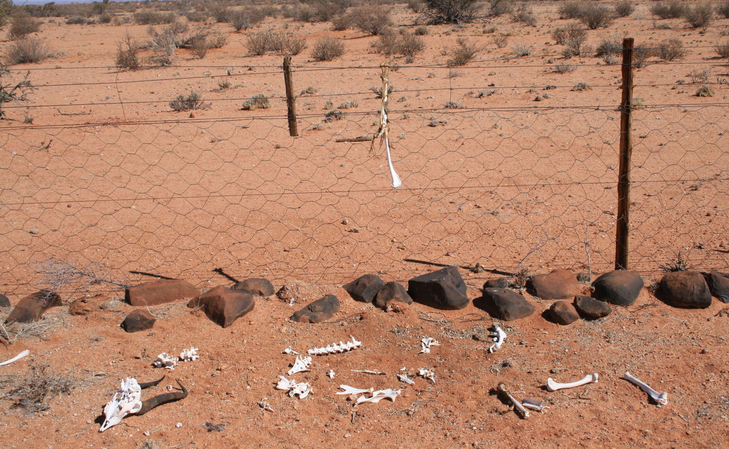 The bones of a springbok lay next to the fence that killed it.