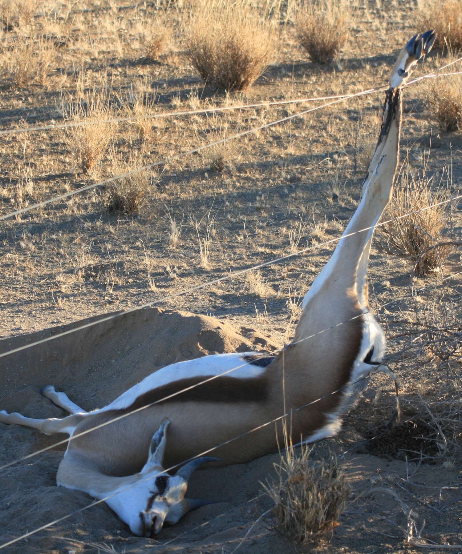 A springbok lays dead with one foot caught in a fence.