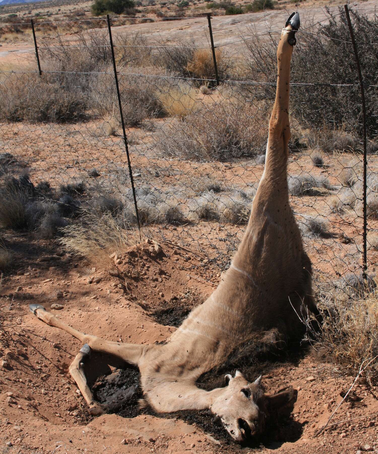 A kudu lays dead with one hoof caught in a fence.