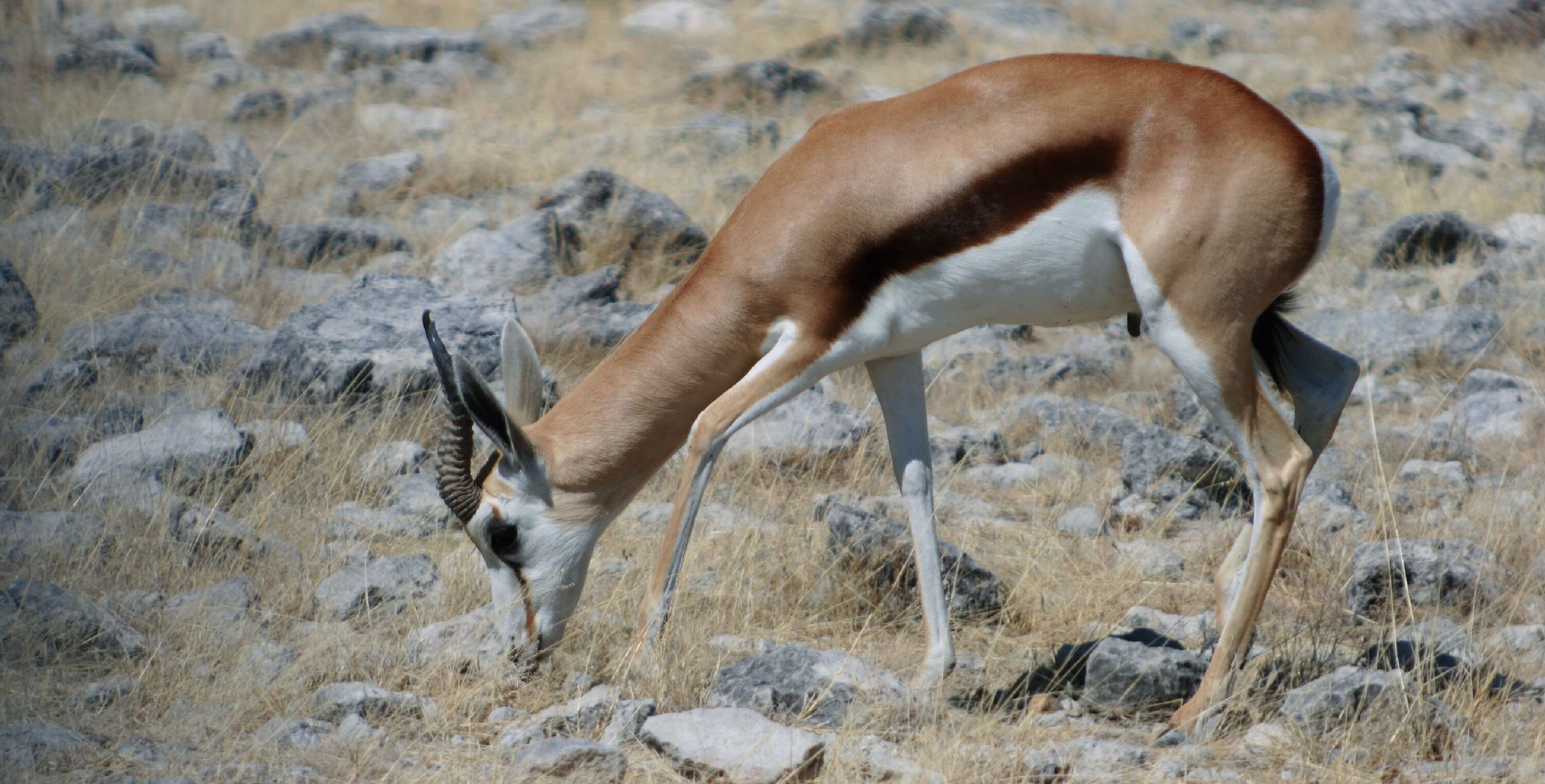 Side view of a live springbok.