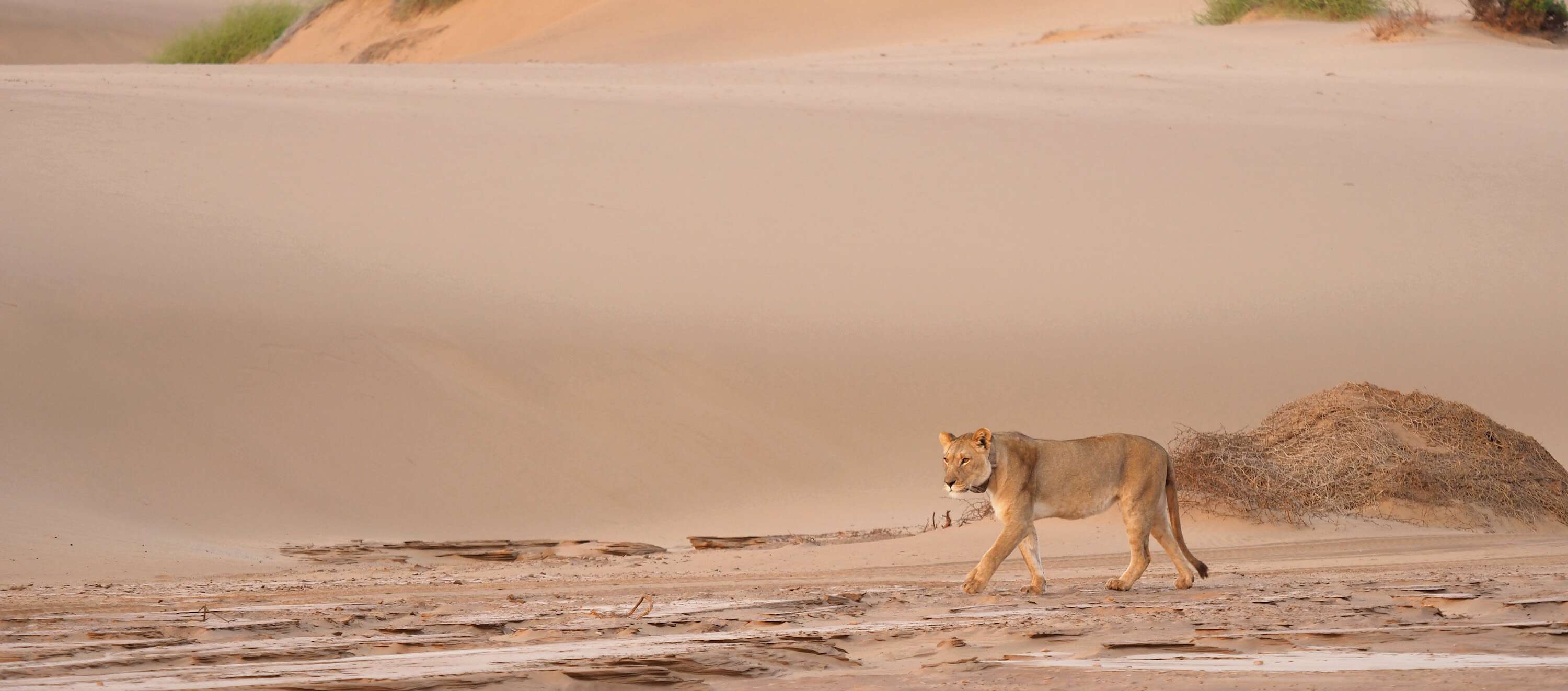 A lioness stalks through the desert.