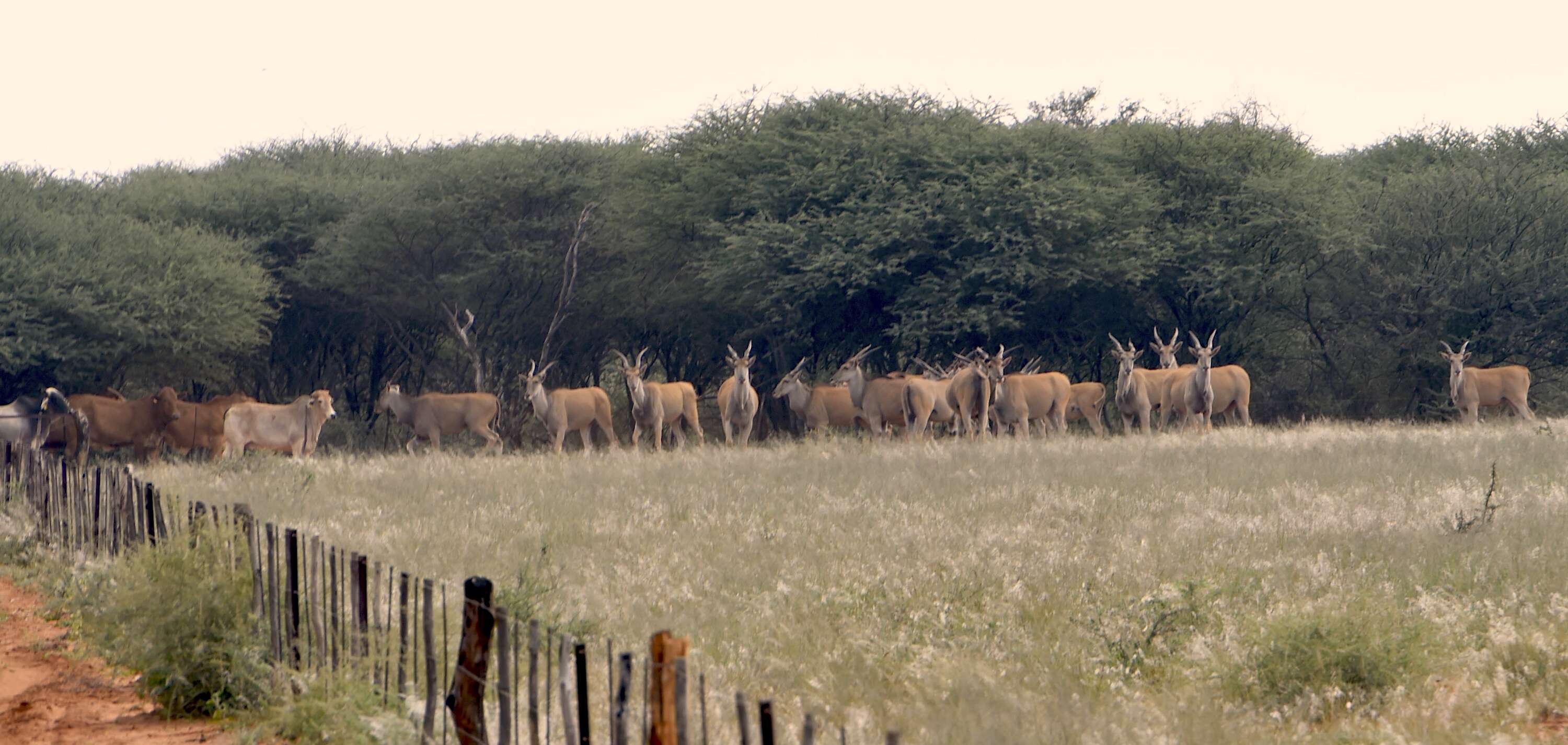 A herd of Eland.